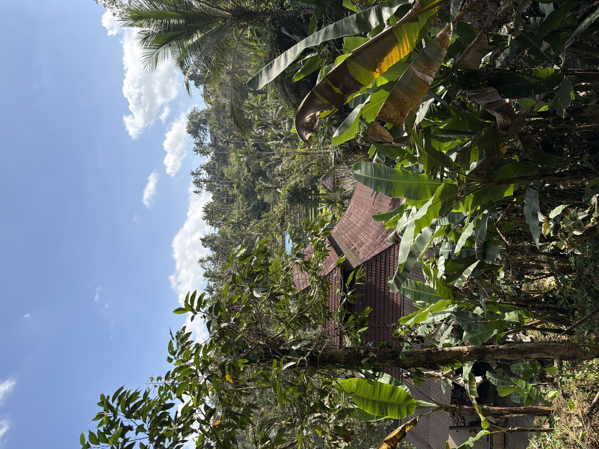 The image captures a verdant landscape with a clear blue sky dotted with white clouds. In the foreground, lush green banana plants dominate, their large leaves partially obscuring a cluster of traditional Balinese buildings with terracotta tiled roofs. A tall tree with thick foliage stands to the left, its trunk textured and gnarled.
In the mid-ground, more buildings and structures are visible, nestled amidst dense tropical vegetation. A swimming pool, its water a bright blue, is a focal point in the distance. Beyond this, a hillside rises, densely populated with palm trees and other tropical flora, suggesting a hilly or mountainous terrain. The architecture appears to be in the Balinese style, characterized by intricate carvings and open-air pavilions, consistent with the cultural heritage of Tampaksiring, Indonesia. The overall scene evokes a sense of tranquility and natural beauty, characteristic of the tropical environment of Bali.