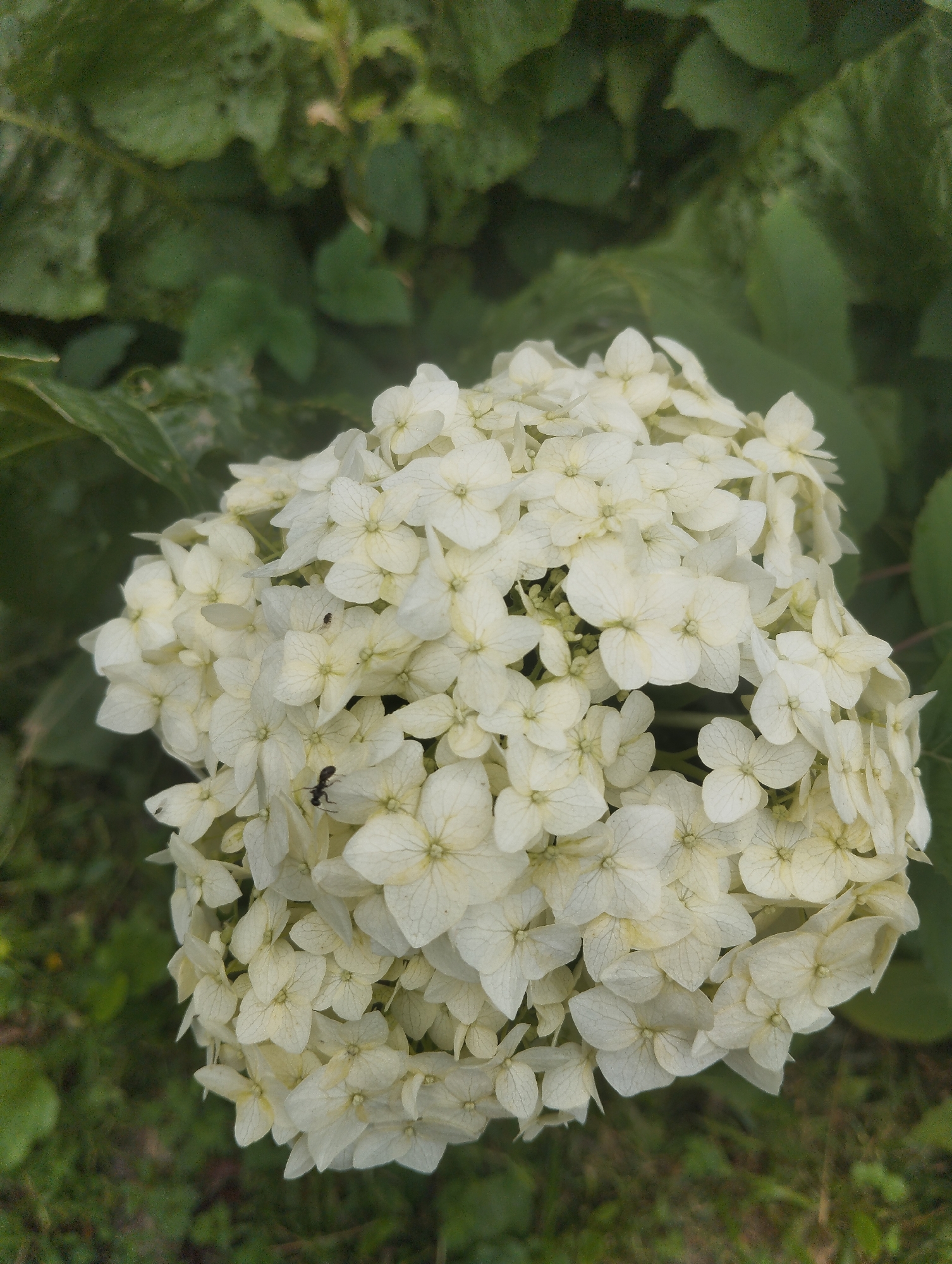 A close-up, eye-level shot captures a cluster of small, white hydrangea flowers set against a blurred green background of foliage and grass. The flowers are densely packed, forming a voluminous bloom. Two black ants are visible on the petals of the hydrangea; one ant is located on the upper left side of the bloom, and another is on the lower right side. The lighting is natural, suggesting an outdoor setting. The scene is forensic and matter-of-fact, offering no contextual information beyond the visual elements. There is no specific information provided about the location being in Lobnya, Russia.