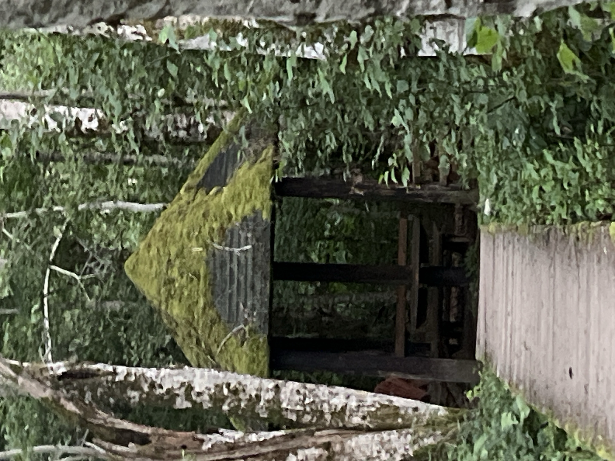 A wooden boardwalk leads to an open-sided gazebo in a wooded area. The gazebo has a dark wooden frame and a pyramidal roof covered in green moss. Inside the gazebo, wooden benches are visible. Trees with light-colored bark flank the boardwalk and the gazebo, and lush green foliage surrounds the scene. The lighting suggests an overcast day. This scene is located in the city of Sjerogošte, Montenegro.