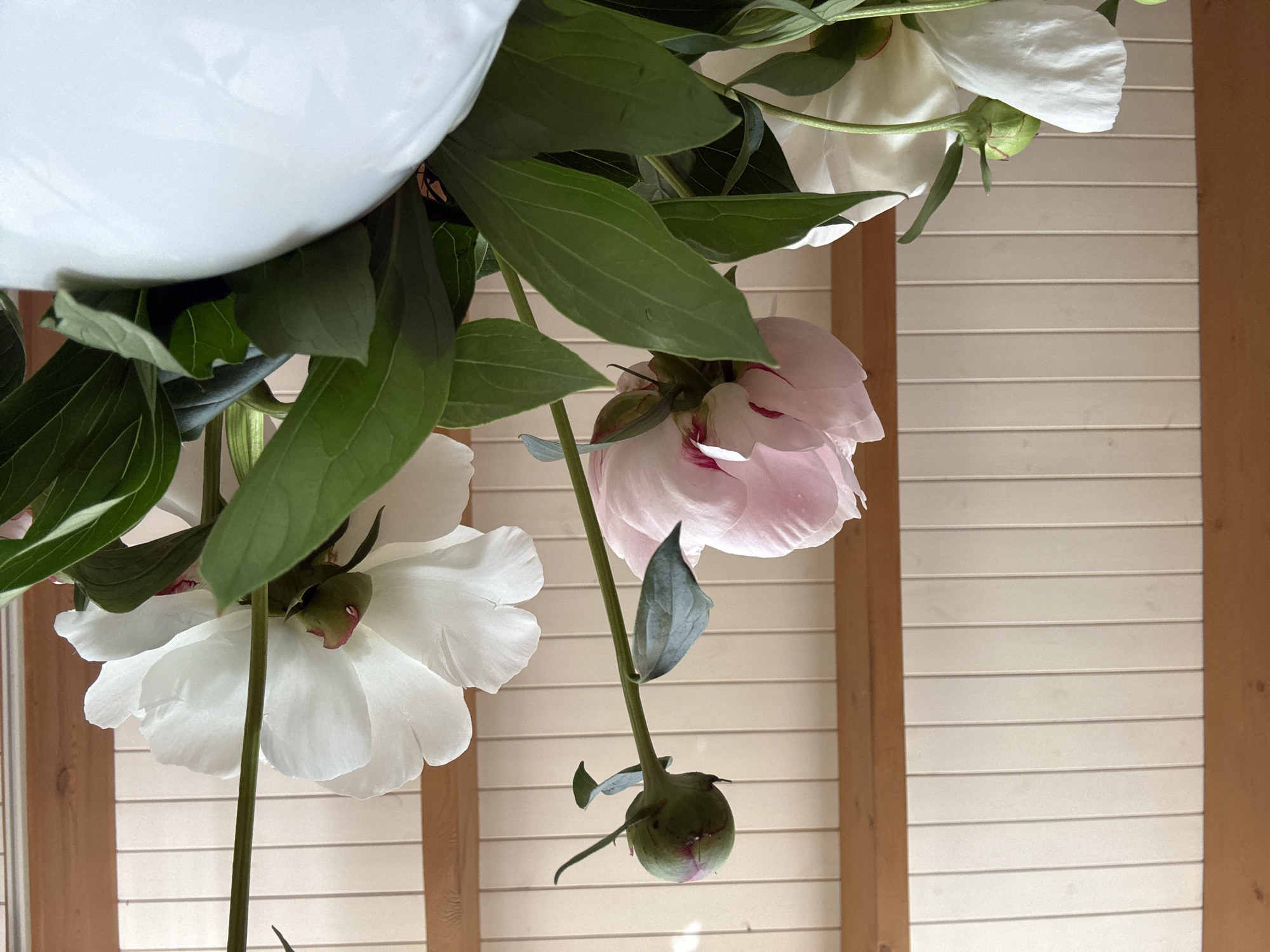 The image shows a close-up, low-angle view of a bouquet of peonies, some white and some pale pink, with vibrant green leaves. A large, white, semi-circular object, possibly a balloon or a decorative element, occupies the top left portion of the frame. The flowers and foliage are suspended against a backdrop of horizontally slatted wood paneling and vertical wooden beams, suggesting an indoor setting, possibly a room or a porch. The lighting creates soft shadows and highlights on the petals and leaves. No people or discernible activity are present. There is no information in the image to place it in Chaikovsky, Russia.