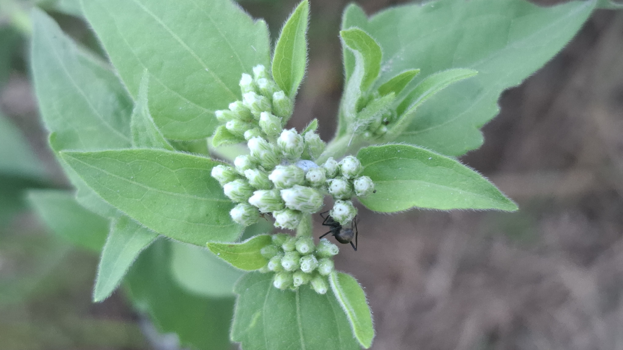 A close-up, slightly angled shot shows a cluster of small, pale green flower buds on a plant with broad, fuzzy green leaves. An ant with black coloring is visible on the lower left side of the flower cluster, appearing to be crawling on the buds. The background is out of focus and consists of muted brown and green tones, suggesting a natural outdoor environment. The image does not depict any specific location in Cibinong Hilir, Indonesia, nor does it show any people or urban elements.