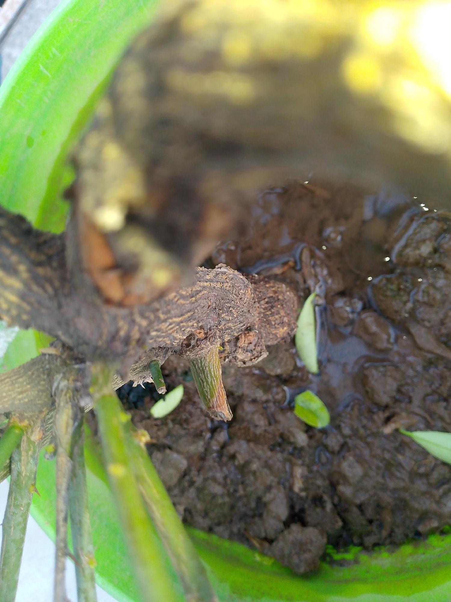The image shows the base of a plant in a bright green pot. The plant's trunk is thick and gnarled with visible bark texture. Several green stems extend from the trunk, some appearing thicker and more mature than others. The soil is dark and appears moist, with some water pooled on the surface. A few small, light green leaves are visible in the soil. The upper portion of the image is out of focus and shows a blurry reflection of bright light. The scene suggests an outdoor environment, potentially a garden or patio, but no specific city or location details are evident.