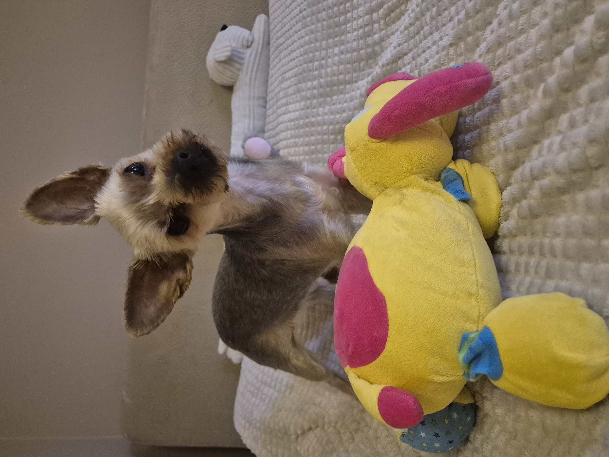 The image displays an indoor scene featuring a small dog and two stuffed toys on a textured, light-colored blanket or throw, likely covering a sofa or bed. A small dog, possibly a Yorkshire Terrier or similar breed, with light brown and greyish-brown fur, is the central subject. It lies on its side, looking directly at the camera with a curious and attentive expression, its head tilted.
Adjacent to the dog is a prominent yellow stuffed toy, adorned with bright pink features on its head, body, and feet, suggesting a cartoon bird or duck. Part of its feet also display a blue fabric with white star patterns. In the background, a smaller, white stuffed animal is partially visible on the blanket. The environment behind the dog consists of a plain, light-colored wall. The lighting in the image indicates daytime. No text is visible. While the location context is given as Pavlikeni, Bulgaria, the image itself does not contain specific visual cues to identify its geographical location. The overall impression is one of a playful or relaxed moment.