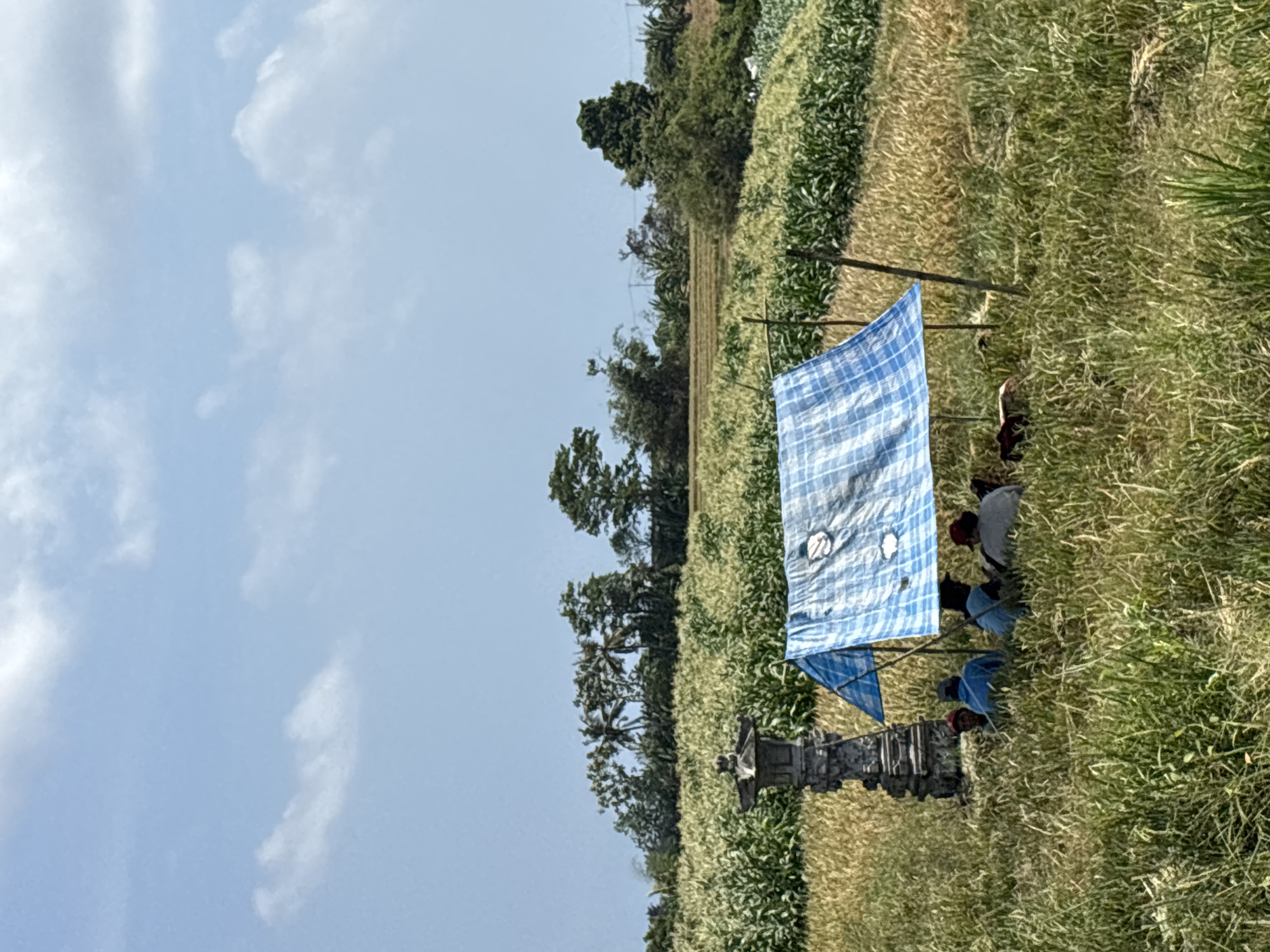 In Kerambitan, Indonesia, a field of tall grasses and ripening crops is under a partly cloudy sky. A makeshift shelter, consisting of a blue-and-white checked tarp stretched between poles, provides shade for individuals working in the field. Their actions appear related to agricultural activities. A stone structure is partially visible near the edge of the field. The environment suggests a rural, agricultural setting.