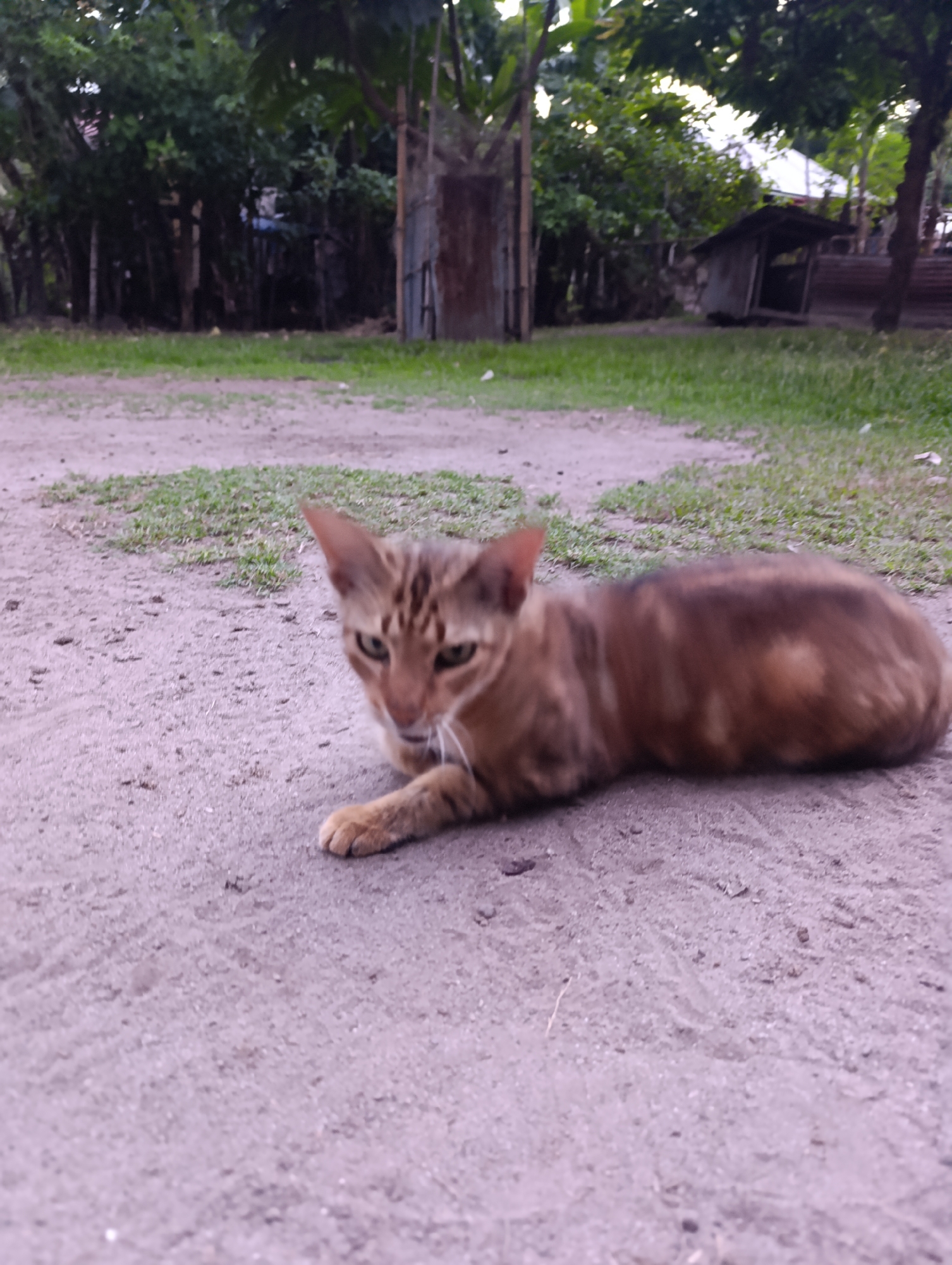 A tawny-colored cat with dark stripes lies on a dirt path next to a grassy area. The cat is facing left, with its front paws extended. In the background, there are trees, a dilapidated shed, and some fencing. The overall environment appears to be outdoors in a rural or semi-rural setting.