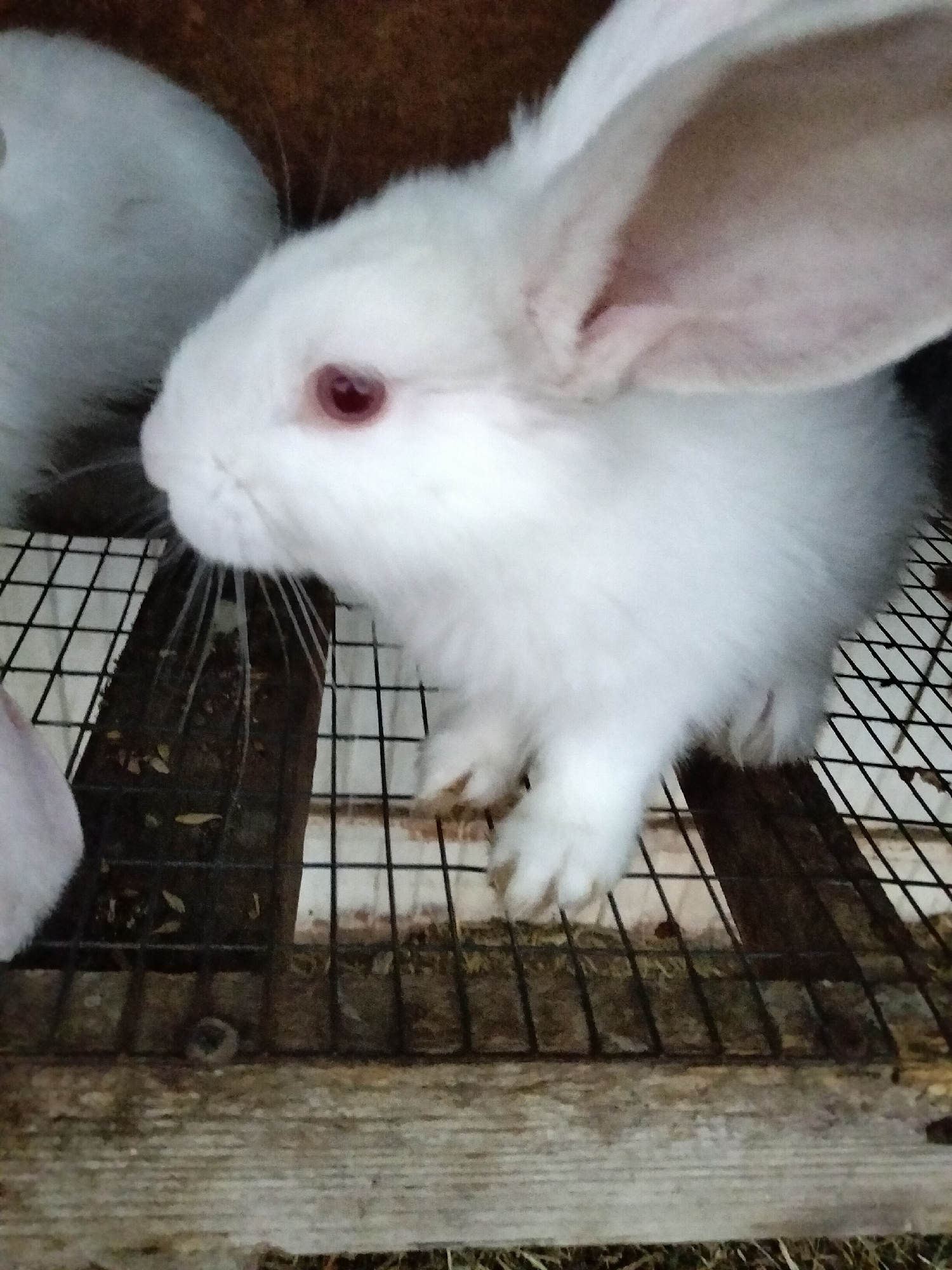 In the city of Nizhnedonskoy, Russia, a white rabbit with red eyes sits in a cage. The rabbit is the primary subject, positioned in the center of the frame. It is mostly white with large, prominent ears, one of which is tilted slightly forward. Its eyes are a deep red. The rabbit is on a wire cage floor, which is covered with some scattered hay or bedding. Behind the rabbit, another white object, possibly another rabbit or part of the cage structure, is visible out of focus. The cage itself appears to be made of wood and wire mesh. The lighting suggests it is likely daytime, but the environment appears somewhat dim and enclosed.