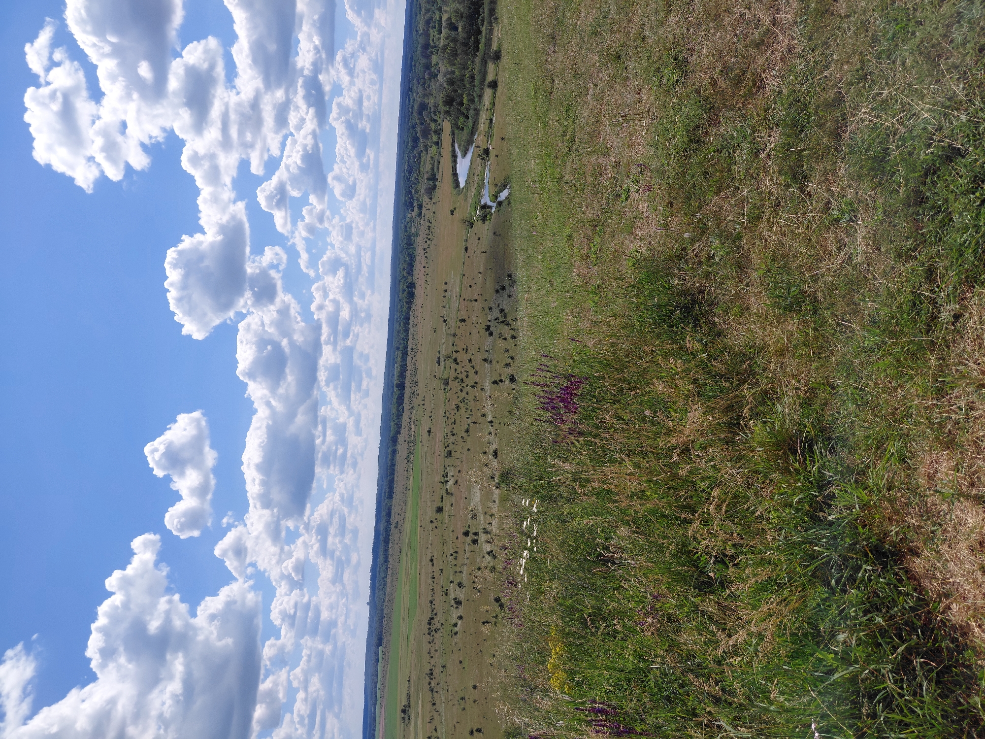 The image captures a serene, wide-angle view of a rural landscape under a bright blue sky dotted with fluffy white clouds. The foreground is dominated by a meadow with tall, green and dry grasses, interspersed with clusters of wildflowers, including purple and white blooms.
The middle ground reveals a gently undulating plain covered in a mix of green and dry vegetation, with scattered small trees and shrubs. A winding river, reflecting the sky, snakes through the landscape, bordered by a lush green treeline. In the distance, a dark line of trees marks the horizon, with a faint structure visible on the left side of the distant treeline, potentially indicating a settlement.
The scene is tranquil and natural, typical of the countryside in Ustyvytsia, Ukraine. There are no people or animals visible in the image. The overall impression is one of a peaceful, sunlit day in a rural setting.