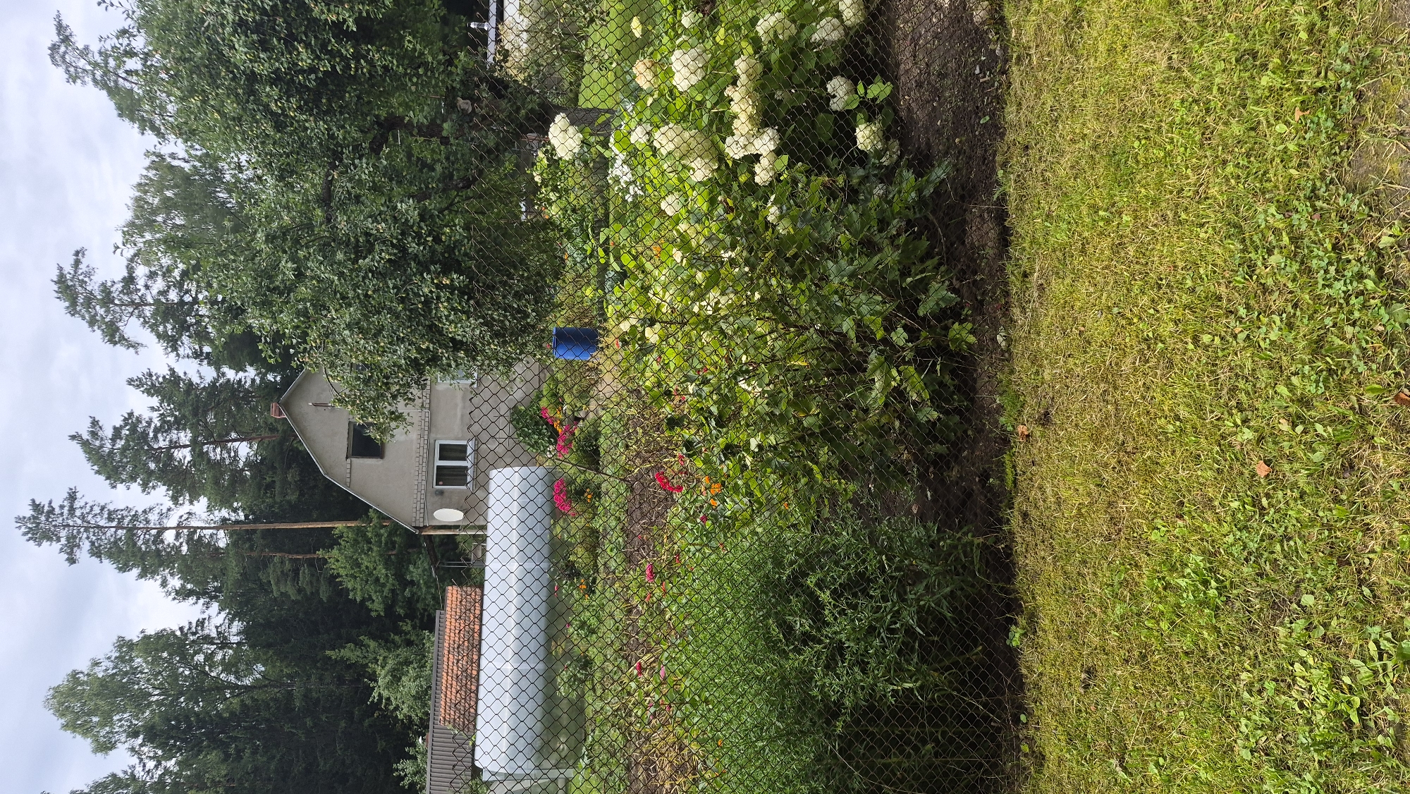 The image depicts a residential backyard scene in Ļūbaste 0001, Latvia. In the foreground, a chain-link fence separates a mowed lawn from a cultivated garden area. Beyond the fence, lush green foliage dominates, with a variety of plants and flowers, including clusters of white hydrangeas. Behind the garden, a grey, two-story house with a gabled roof and visible windows stands. To the left of the house, a large, cylindrical white tank is partially visible, situated near a structure with an orange tiled roof. The background is filled with mature trees, primarily pine trees, suggesting a semi-rural or wooded environment. The sky is overcast. No people are present in the image.