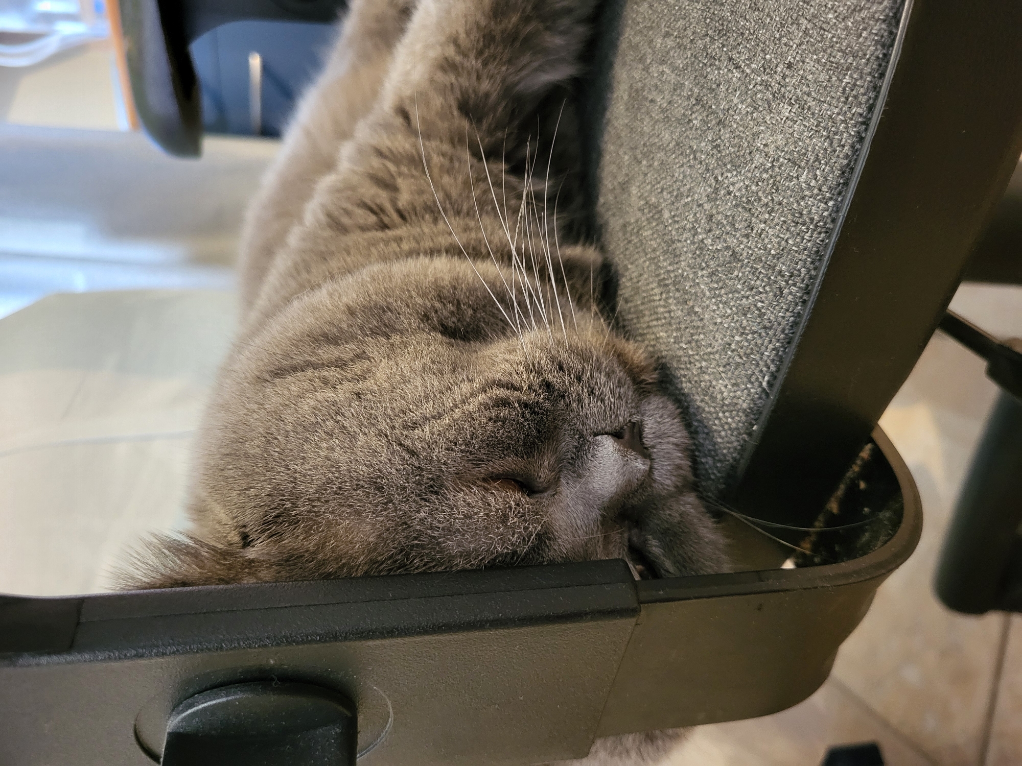 A grey cat is captured in a close-up, horizontal orientation, deeply asleep and comfortably draped over an office chair. The cat's head, with its eyes closed and prominent, long white whiskers fanned out, rests on the black plastic armrest of the chair. Its dense, soft grey fur is visible across its body, which extends onto the grey fabric backrest of the chair. One of the cat's curled paws is visible near the top of the frame, and a portion of its bushy tail can be seen near the bottom right, resting on another black part of the chair's frame. The chair's backrest features a textured grey fabric. The background is softly blurred, suggesting an indoor setting. The scene conveys a sense of tranquility and relaxation, with the cat enjoying a peaceful nap in an unconventional yet comfortable position. No text is visible in the image.