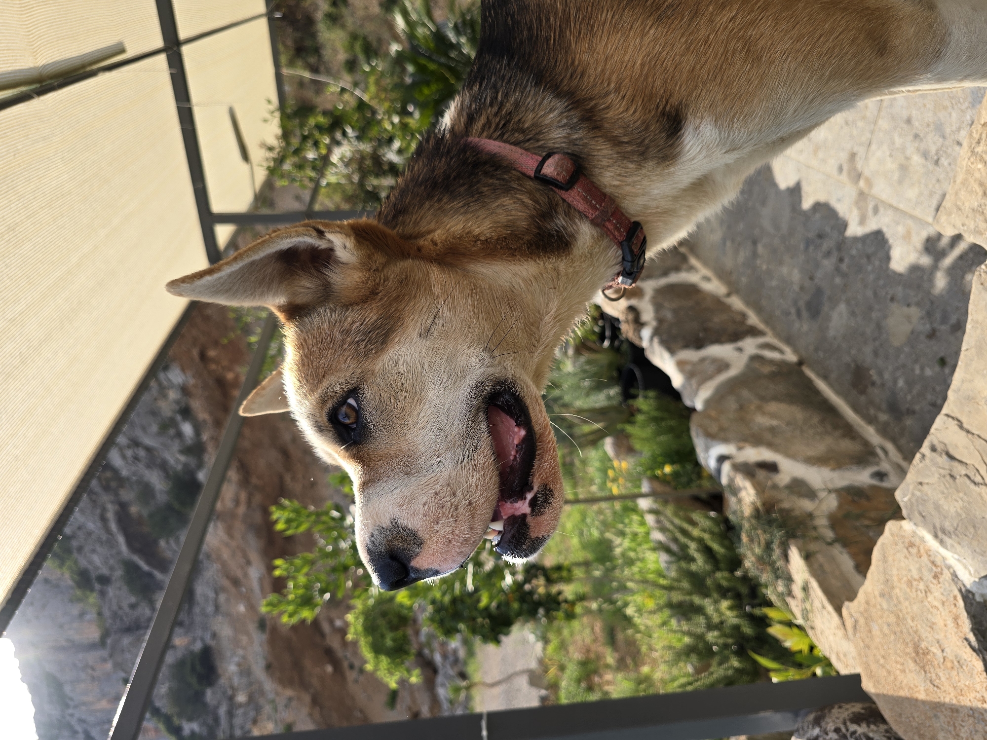 The image shows a medium-sized dog with tan and brown fur, looking to its left. The dog is wearing a pink collar. It is standing on a stone step, with more stone steps and a textured wall behind it. In the background, there are green plants and a rocky, mountainous area under a pale yellow canopy. The lighting suggests it is daytime. The scene appears to be outdoors, possibly in a garden or patio area. There are no people or other animals visible.