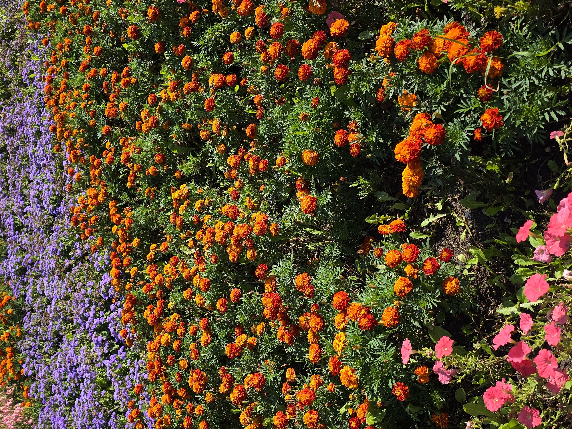 A densely planted flower bed features a vibrant display of orange marigolds and purple statice, with a few pink petunias visible in the foreground. The marigolds, with their ruffled petals, dominate the midground and right side of the image, creating a rich tapestry of orange hues. Behind them, a field of delicate purple flowers extends into the upper portion of the frame. The plants are well-maintained and appear to be in full bloom, suggesting a well-tended garden or park. The lighting indicates it is daytime, with shadows suggesting sunlight from the upper right. There are no people or animals visible. This scene is consistent with a public garden or park in the city of Chelyabinsk, Russia, likely during the summer months.