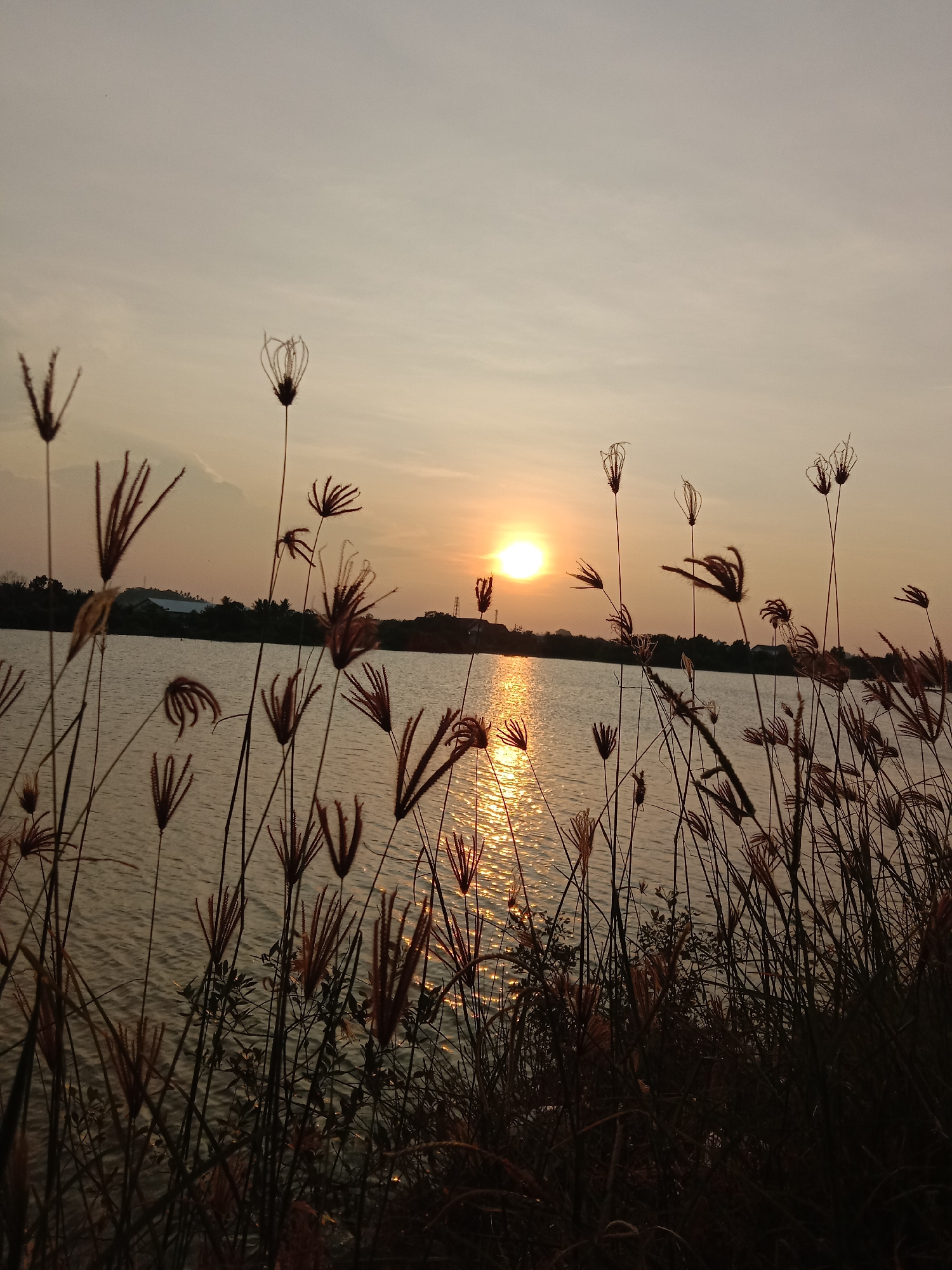 The image captures a sunset over a body of water, likely in Lhokseumawe, Indonesia. The sun is positioned near the horizon, reflecting a golden path across the water's surface. Tall, slender plants with feathery seed heads dominate the foreground, silhouetted against the bright sky. In the distance, a low-lying landmass is visible, possibly with trees and buildings. The sky is a blend of light orange and yellow hues, indicating the time of day.