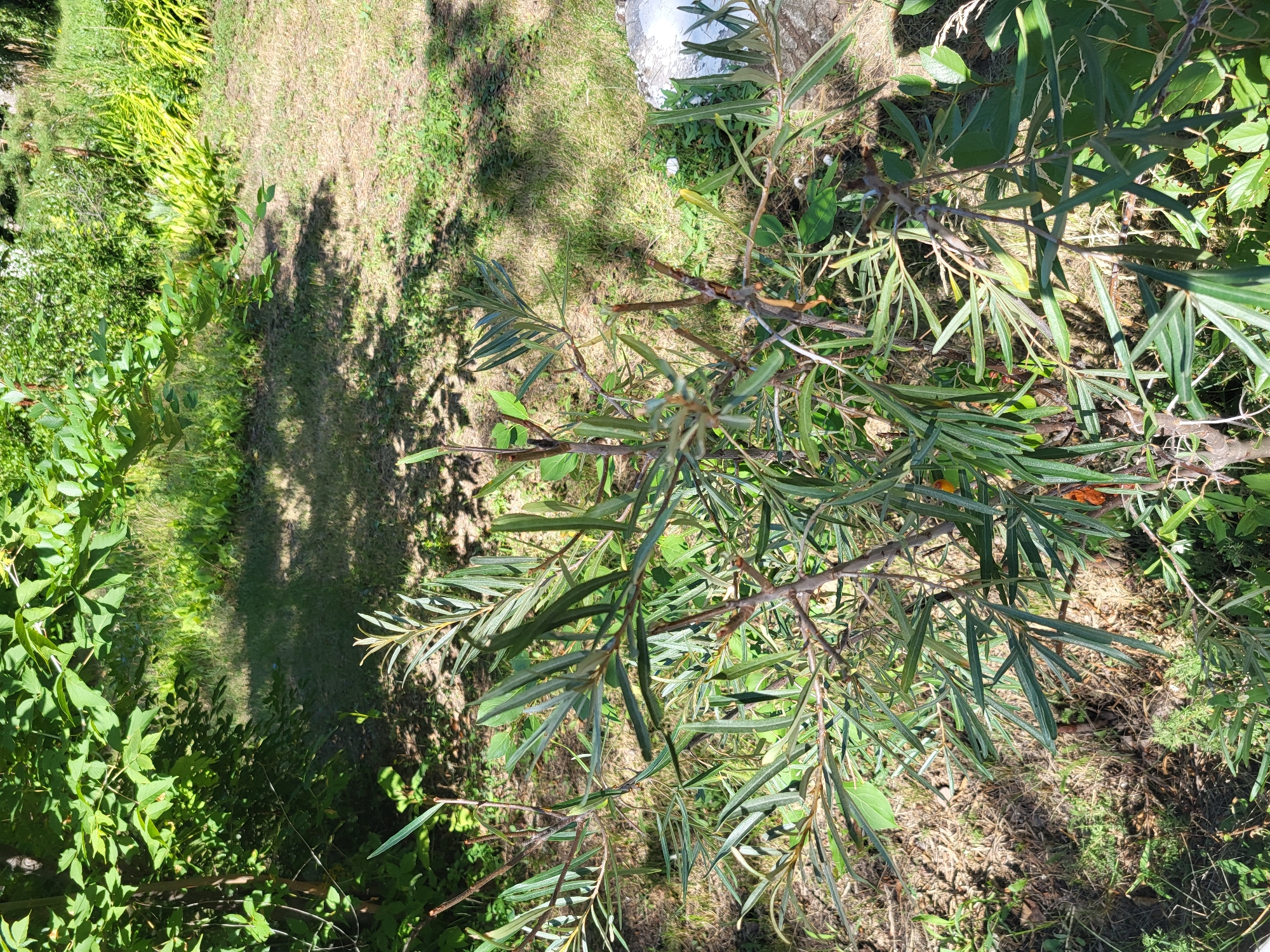 The image depicts an outdoor scene with lush greenery. In the foreground, a shrub with long, slender green leaves and some small orange berries is prominent. The shrub has thin, brown branches. Behind the shrub, a grassy area is visible, partially shaded by dappled sunlight filtering through overhead foliage. Further in the background, more dense green vegetation and trees can be seen, with some areas of dry grass and soil. The overall impression is a natural, possibly semi-wild, garden or park setting. There are no people or animals in the image, and no specific identifiable landmarks that would place it in Petropavl, Kazakhstan.