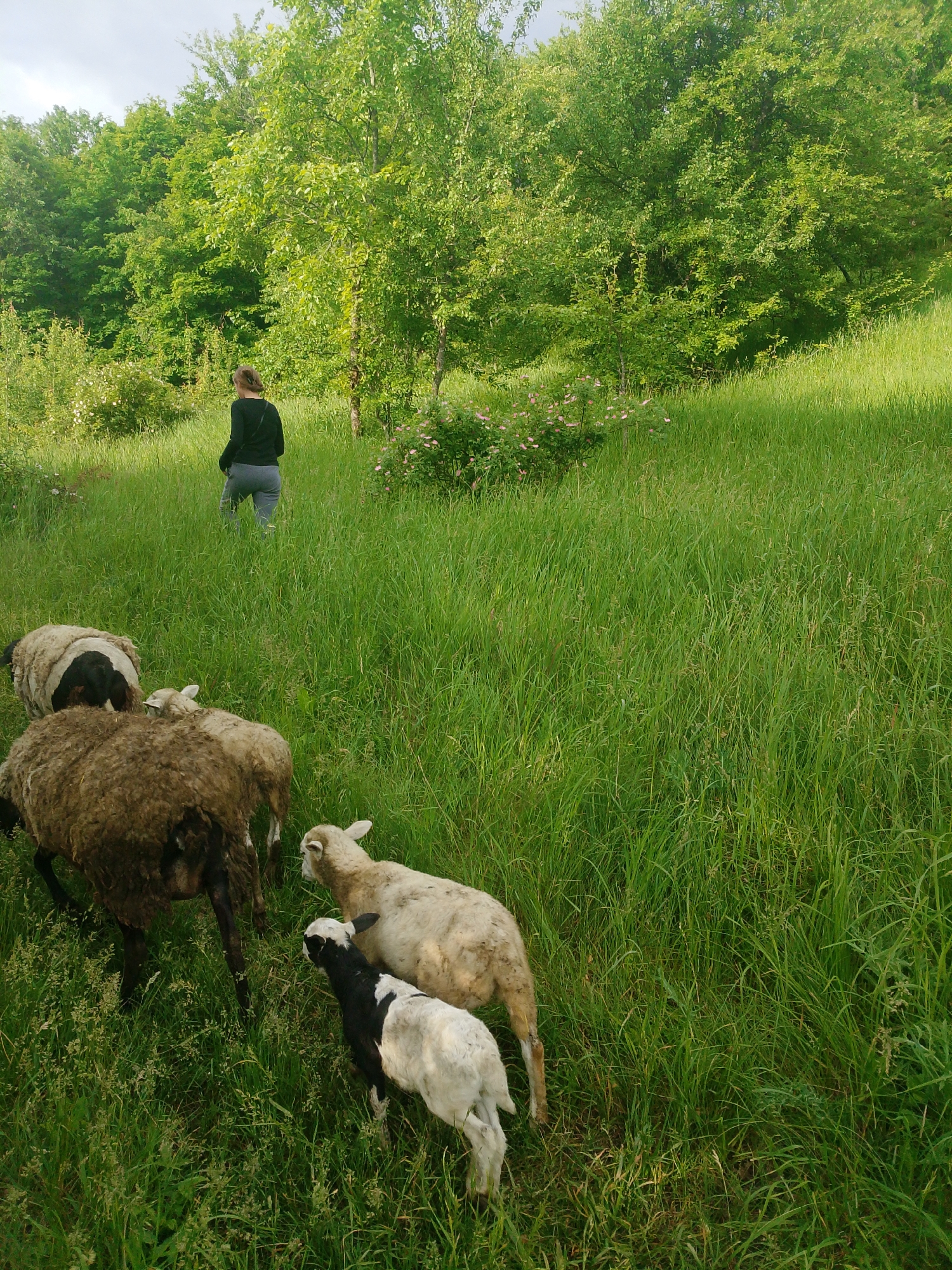 An eye-level shot captures a pastoral scene with a woman and sheep in a lush, green field. In the foreground, several sheep are moving through tall grass. One large sheep with a brown fleece and dark legs is prominent on the left, facing away from the viewer. Behind it, another sheep with a black and white pattern on its back is visible. To the right of these, a lighter-colored, creamy-white sheep with visible ears is walking, and further right, a small lamb with black and white markings is moving through the grass.
In the midground, a woman with her back to the camera walks along a faint path, heading into a densely vegetated area. She has light brown hair tied up and is wearing a dark long-sleeved top and light grey trousers. The path is surrounded by vibrant green, knee-high grass.
The background is dominated by a thick line of trees with bright green foliage, suggesting a forest edge or a cluster of large trees. To the left and right of the woman, small bushes with clusters of light pink flowers add splashes of color to the verdant landscape. The sky above is bright but overcast, indicating a cloudy daytime. The overall impression is one of tranquility and natural beauty in a rural setting. There is no visible text in the image.