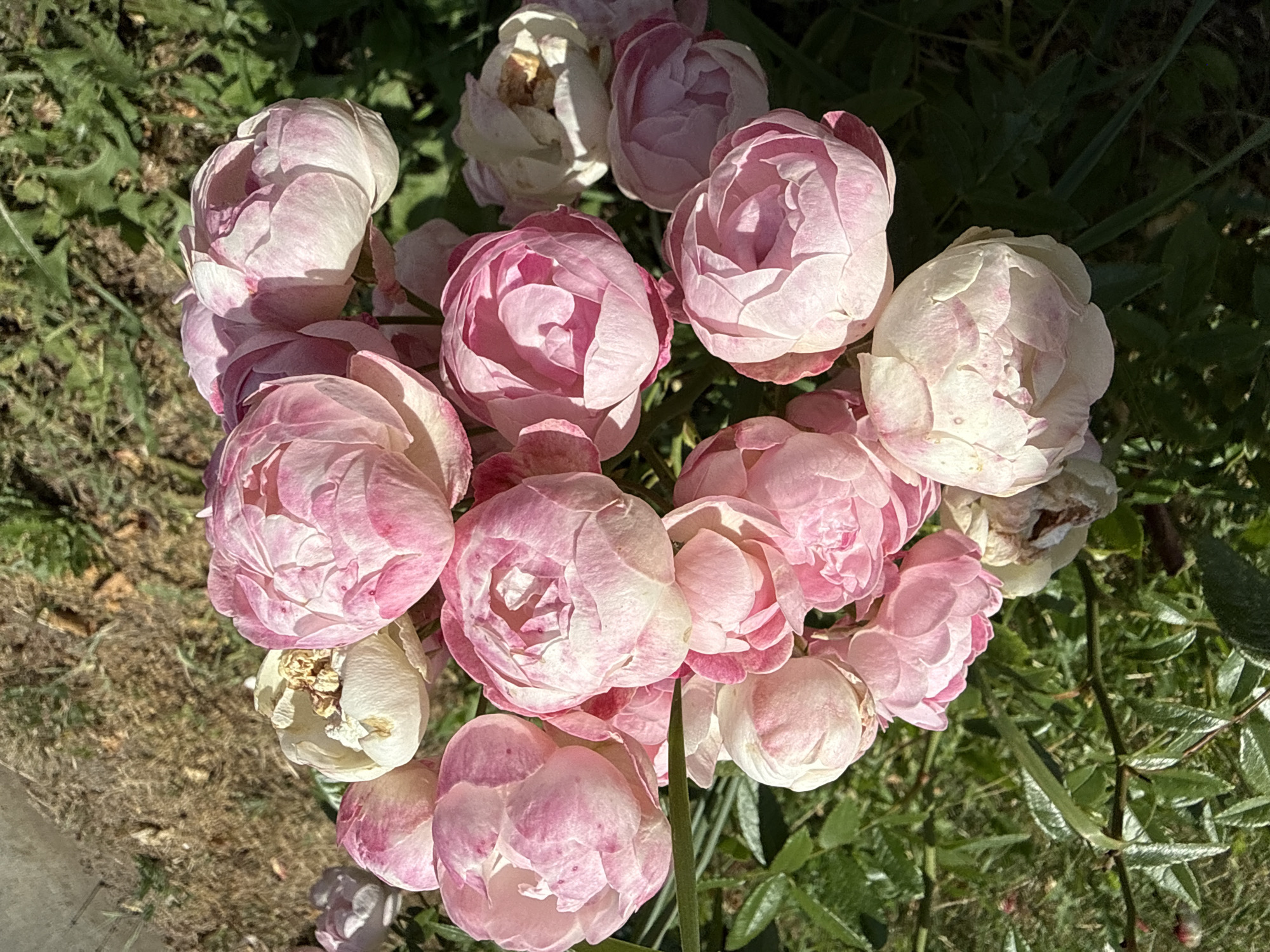 A close-up, high-angle shot captures a cluster of pink and white roses in Yakushyntsi, Ukraine. The roses are varied in their stage of bloom, with some fully opened and others still in bud. The petals exhibit delicate pink hues, with some featuring darker pink streaks. The background is a mix of lush green foliage and dry, brown grass, suggesting an outdoor garden setting. The lighting indicates a bright, sunny day. There are no people or animals visible in the image.