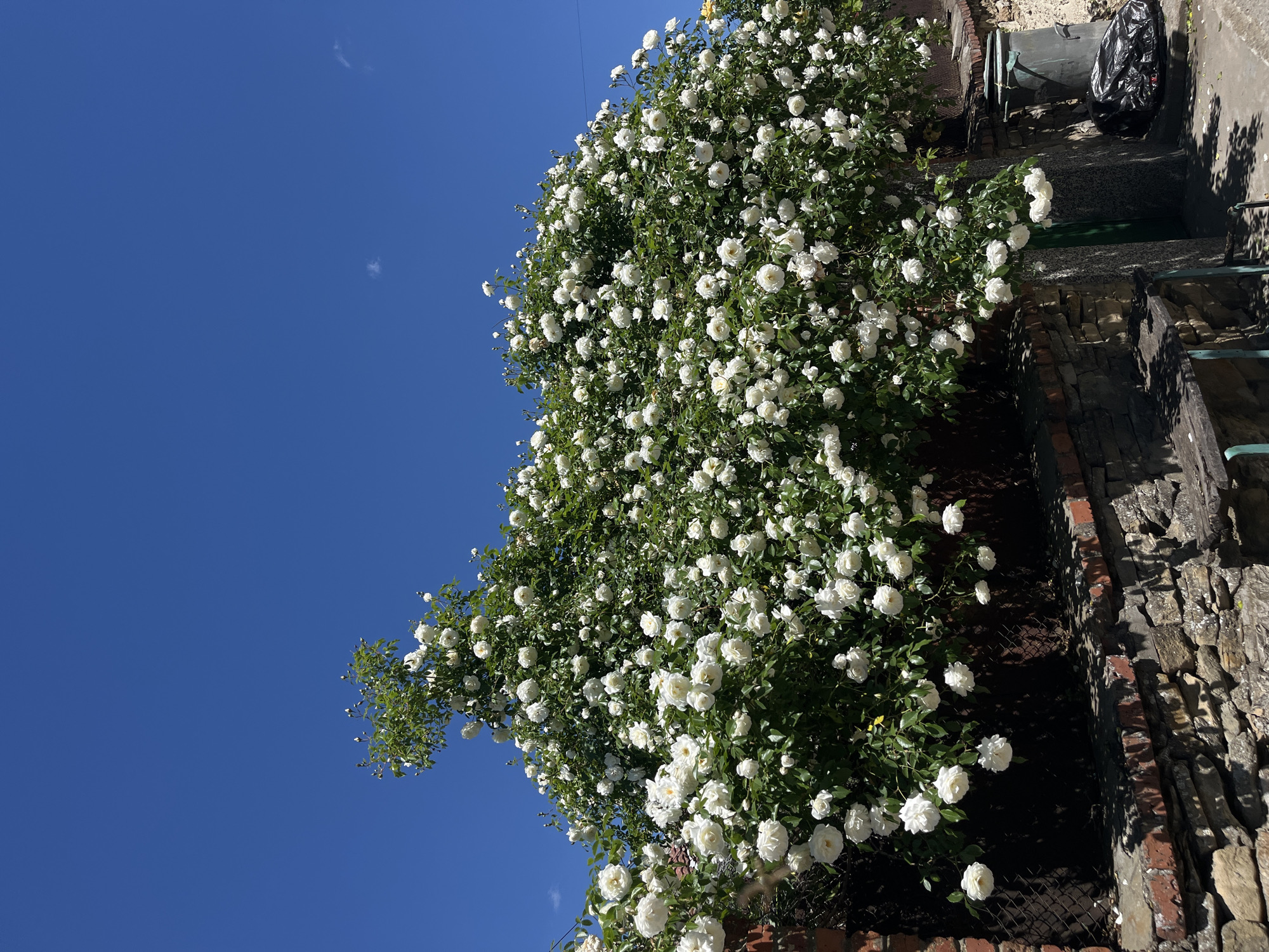 The image shows a large climbing white rose bush in full bloom against a clear blue sky. The bush is growing on a brick and stone wall in Lozarevo, Bulgaria. There is a bin, possibly for trash, behind the bush. A section of metal netting is visible supporting the rose bush against the wall. The sun is shining brightly, casting shadows on the wall and ground.