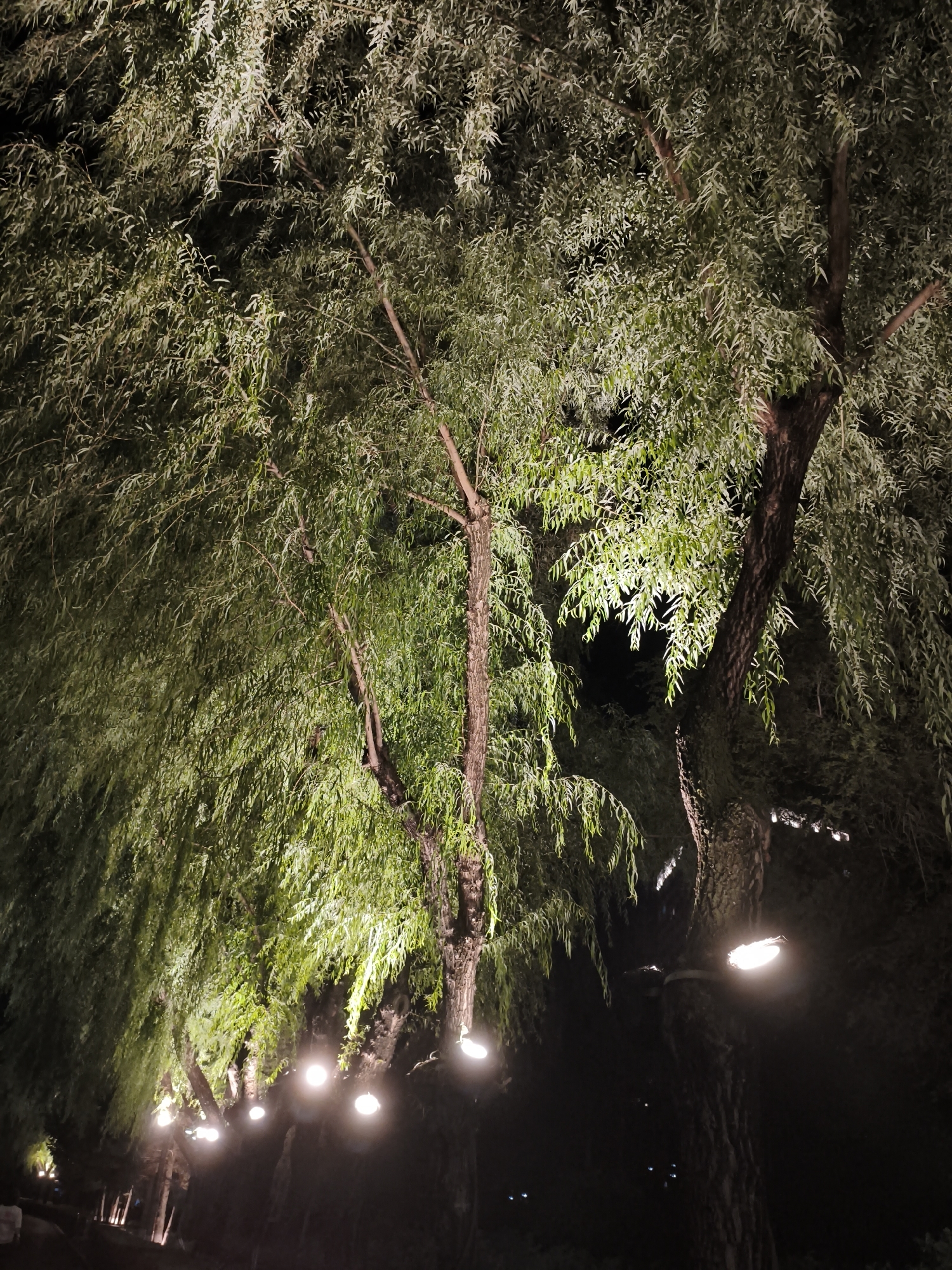 This image captures a nighttime scene on Dongxing Street in China, featuring a row of large willow trees. The trees are illuminated by numerous warm-toned lights that are attached to their trunks and branches, as well as some lights positioned along the ground. The foliage of the willow trees hangs down, creating a natural canopy. The lighting casts a glow on the leaves and tree trunks, contrasting with the dark background of the night sky and surrounding darkness. The overall impression is one of an artfully lit, tranquil outdoor space.