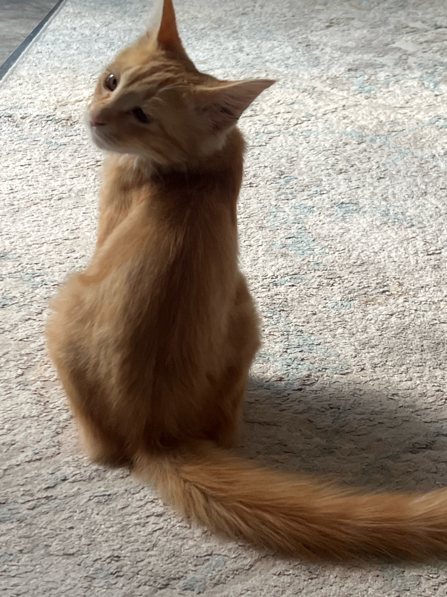 An orange tabby cat is sitting on a textured carpet, facing away from the viewer, with its head turned to the left, looking towards the left side of the frame. The cat's fur is a light orange color with subtle tabby markings. Its tail, which is also orange and fluffy, extends to the right, resting on the carpet. The carpet has a light gray base with faint blue and white threads woven throughout. Sunlight is casting a shadow of the cat onto the carpet to the right of the animal. The background is out of focus, showing a textured surface that appears to be part of the same carpet. The scene is indoors.