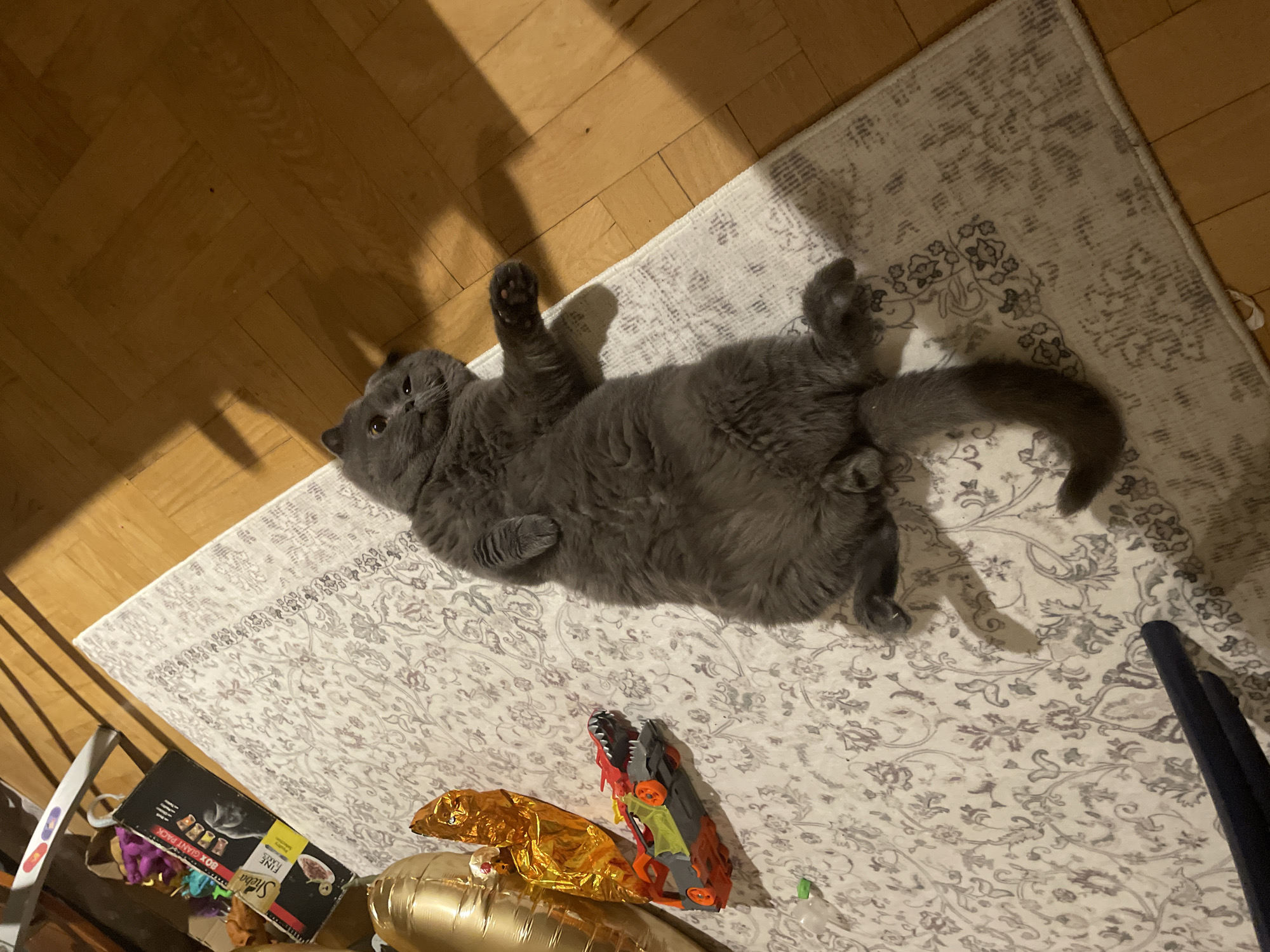 A medium-shot depicts a grey cat laying on its back on a white rug patterned with a floral design. The rug is positioned on a wooden floor in the city of Unknown, Unknown. The cat's front paws are raised upward. Next to the cat, there is a toy dinosaur, gold balloon, and a black box. In the lower left corner, there is a shelf with various items. A portion of a blue object appears in the lower right corner. The environment suggests an indoor setting.