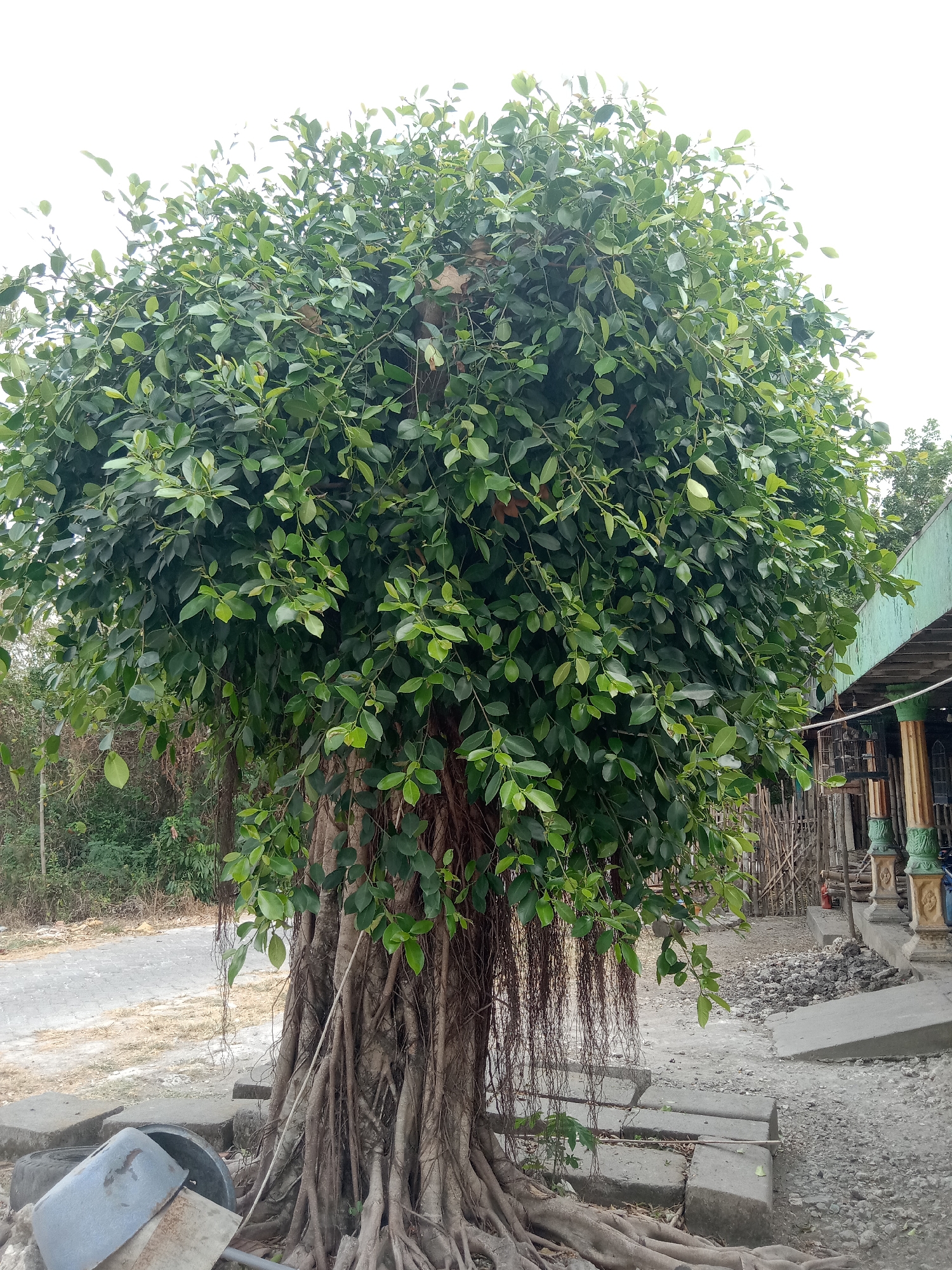 A mature banyan tree with exposed aerial roots and a dense canopy of green leaves dominates the center of the frame. The tree stands on a paved area, with a road visible to the left, bordered by vegetation. To the right, part of a building with a green roof and decorative pillars is visible, along with a fence made of bamboo. Some discarded items, including a metal bin and tires, are present in the foreground. The sky is overcast. The image appears to be taken in Jumput, Indonesia, based on the context provided.