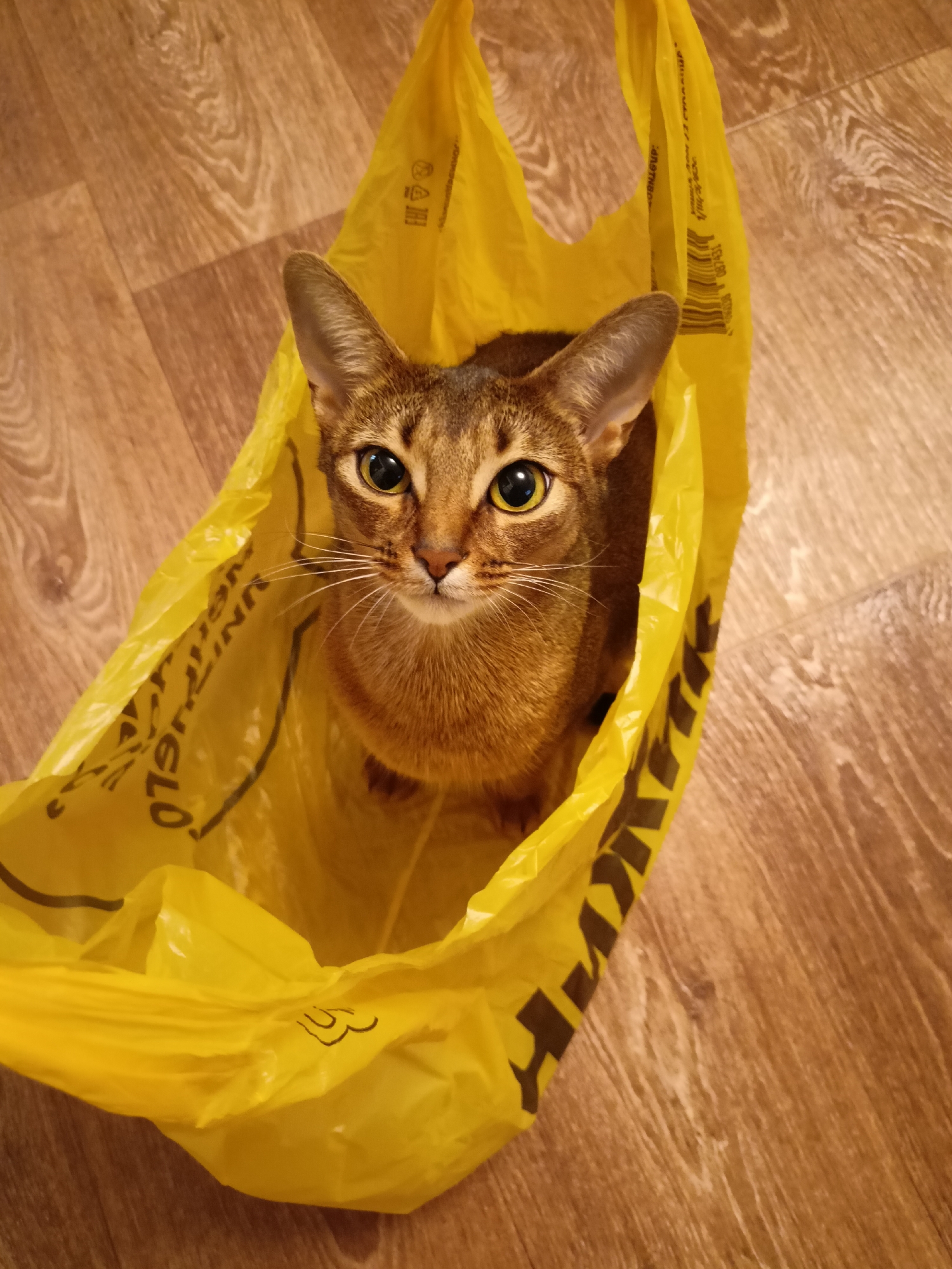 This media file is a close-up, eye-level, indoor shot of a young Abyssinian cat sitting inside a bright yellow plastic bag. The cat is the sole subject and is looking directly at the camera with large, expressive yellow eyes. Its fur is a warm, reddish-brown with tabby markings. The cat is positioned in the center of the frame, emerging from the top opening of the bag.
The setting appears to be a home interior, with a wooden floor visible in the background. The lighting is warm and indoor, suggesting it was taken during the day or with artificial lighting. There are no clear indicators of the time of day or weather outside.
The yellow bag has visible text and symbols printed on it, in black. On the left side of the bag, partially obscured, text reads "UNI... GLO." On the right side, larger text is visible, appearing to be the IKEA logo and name, "IKEA." There are also what look like recycling symbols and a barcode printed on the bag. The cat's posture and gaze could be interpreted as curious or playful. The overall emotion conveyed is one of simple domesticity and pet companionship. The location context of Volgodonsk, Russia, is provided but not visually evident in the image itself.