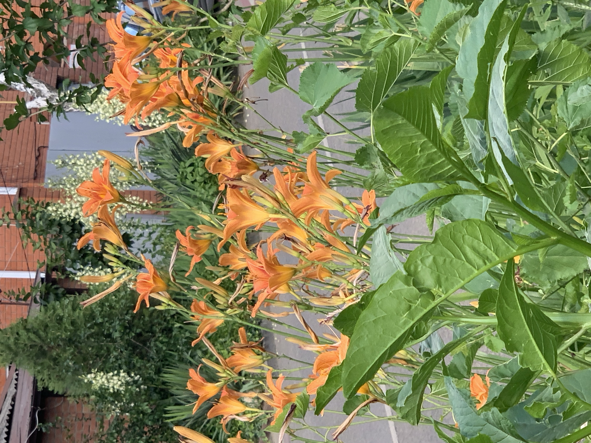 In a medium shot, a cluster of vibrant orange lilies bloom in the foreground, their petals unfurled towards an unseen light source. These flowers, with their distinctive trumpet-like shapes, are interspersed with lush green foliage, creating a rich tapestry of natural color. The lilies rise from thin, green stalks, some adorned with delicate buds still waiting to open.
Behind the lilies, a paved surface, likely a sidewalk or road, stretches into the background, marked with faint white lines. In the middle ground, a row of tall, slender white flowers stands out against a backdrop of darker green vegetation. Further back, a tall, conical evergreen tree anchors the scene, its dense needles a deep green.
The background is dominated by a brick building, its reddish-brown facade partially obscured by foliage. A section of a white fence is visible, hinting at a boundary. A fragment of what appears to be a gray garage door or gate can be seen between the white fence and the brick wall. The overall setting suggests an urban or suburban environment where nature has been allowed to flourish. The lighting indicates it is daytime, with a soft, even illumination that highlights the colors and textures of the plants. There are no people or animals visible in the frame.
