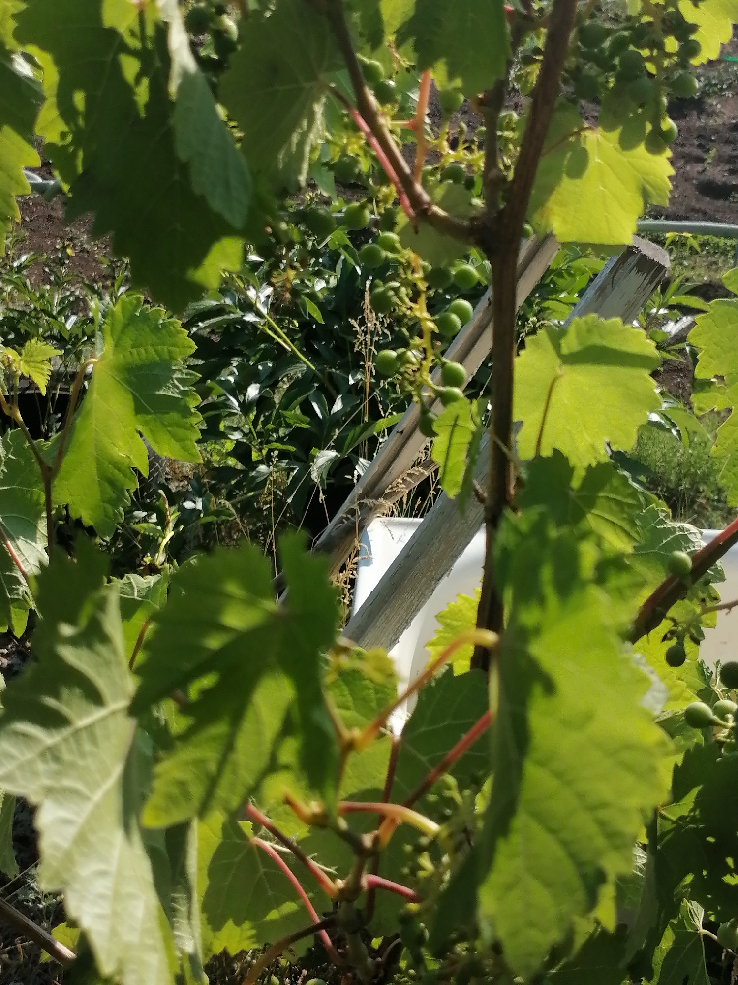 The image shows a close-up view of a grapevine with small, green grape clusters and large green leaves. The grapevine is supported by a wooden stake. In the background, there is lush green foliage and a patch of dark soil, suggesting a garden or vineyard setting. The lighting indicates it is daytime. The location is identified as Kozhokhovo, Kazakhstan.