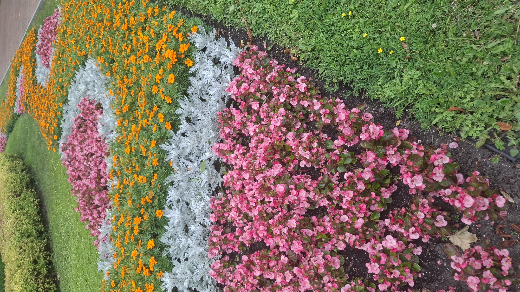 This media file displays a close-up, overhead view of a flowerbed arranged in concentric, curved rows. The flowers are predominantly in vibrant shades of orange, pink, and a silvery-white foliage. The orange flowers are small and daisy-like, densely packed together. The pink flowers are also small and abundant, forming a soft, textured mass. The silvery-white foliage has a feathery appearance and borders some of the floral rows.
The flowerbed is situated next to a lawn of green grass, which is also visible in the upper right quadrant of the image, interspersed with a few small yellow wildflowers. The soil beneath the flowers is dark and appears moist. The scene suggests a well-maintained garden or park setting.
The lighting suggests it is daytime, with the overcast conditions likely contributing to the soft lighting and absence of strong shadows. There are no people or discernible objects other than the flora itself. The overall impression is one of natural beauty and deliberate horticultural design. No text is visible in the image. The location context is Chernihiv, Ukraine.