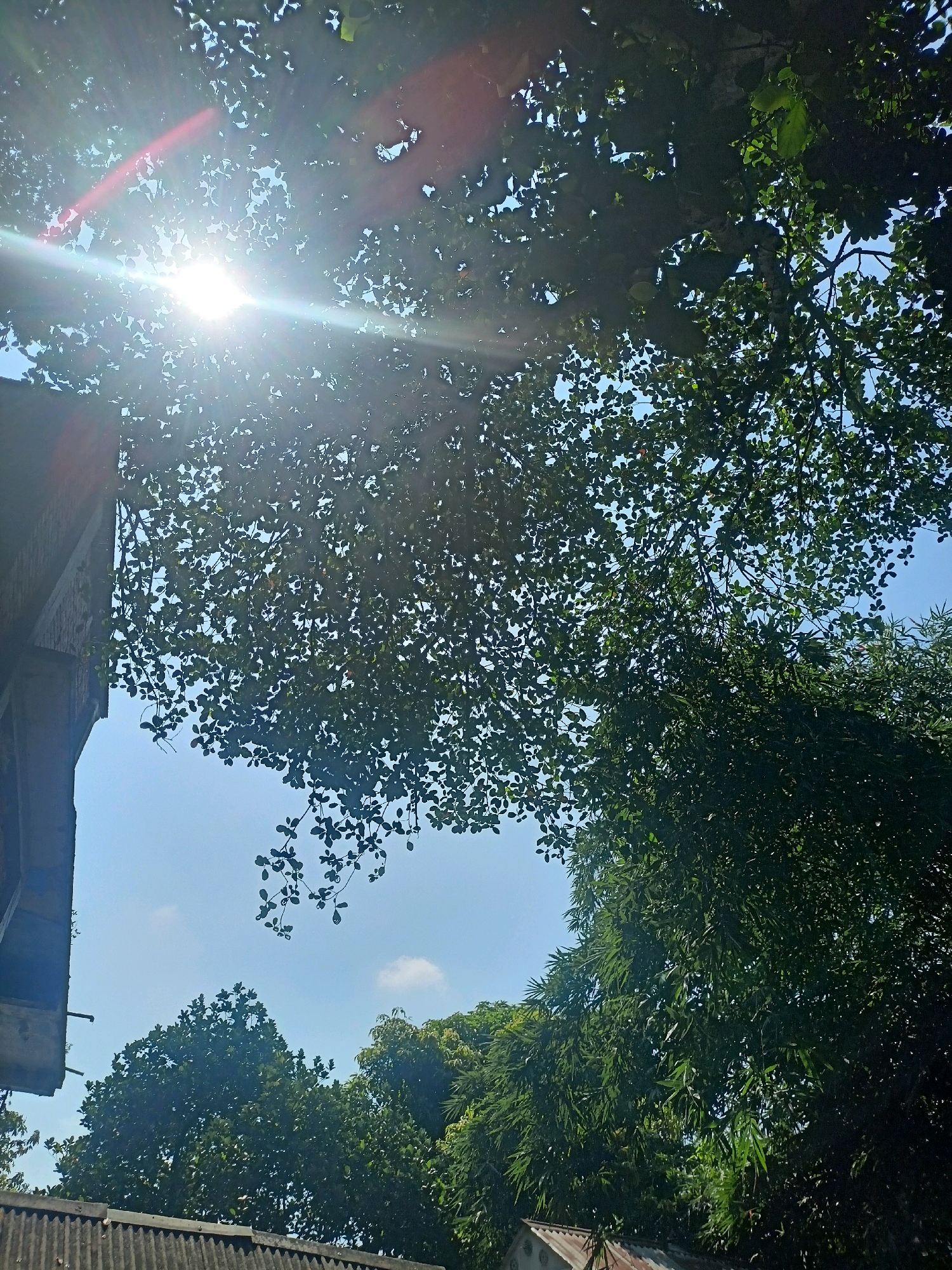 The image depicts a view looking upwards at the sky through a canopy of lush green trees. The sun is a prominent feature, casting bright rays that create lens flare and highlight the leaves. In the lower left quadrant, a portion of a building with a corrugated roof and wooden structure is visible. The sky is a clear blue with a few wispy clouds. The scene appears to be outdoors, likely in a residential area given the presence of the building. The dense foliage suggests a natural or semi-natural environment within or bordering the city of Nalka, Bangladesh. There are no people or animals visible in the frame. The overall impression is one of a sunny day with significant tree cover.
