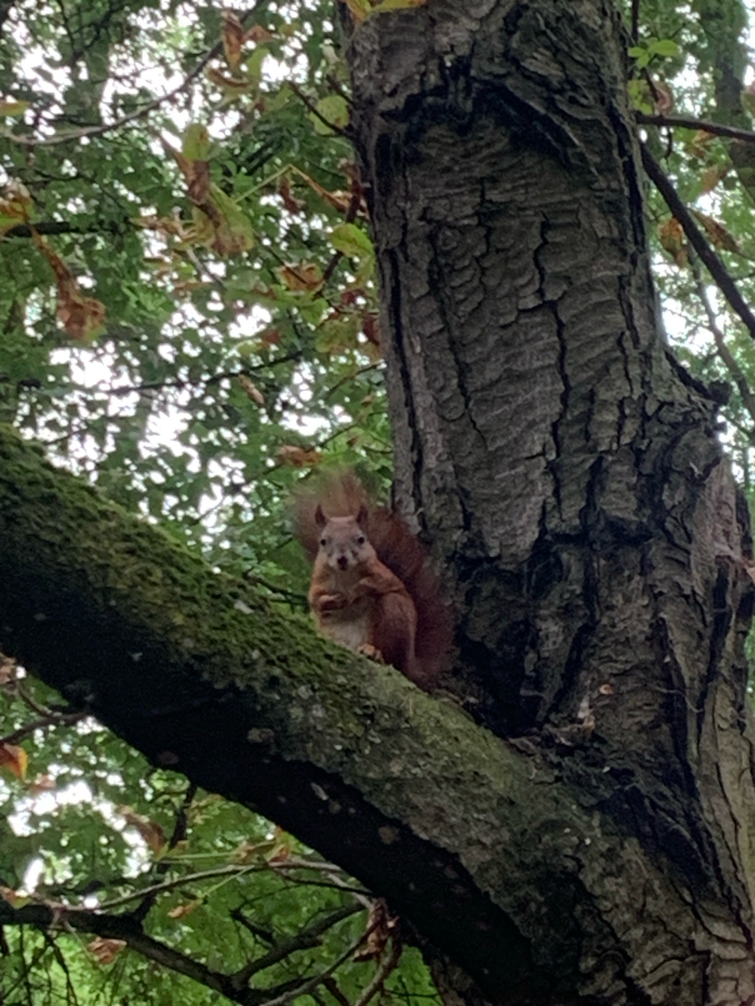 A red squirrel is perched on a moss-covered tree branch, looking directly at the camera. The squirrel has a bushy tail and its paws are clasped in front of it. The background consists of green foliage and the rough bark of a large tree. The image appears to have been taken outdoors in a natural setting, possibly a park or forest. There is no specific information available about the location being in Lviv, Ukraine.