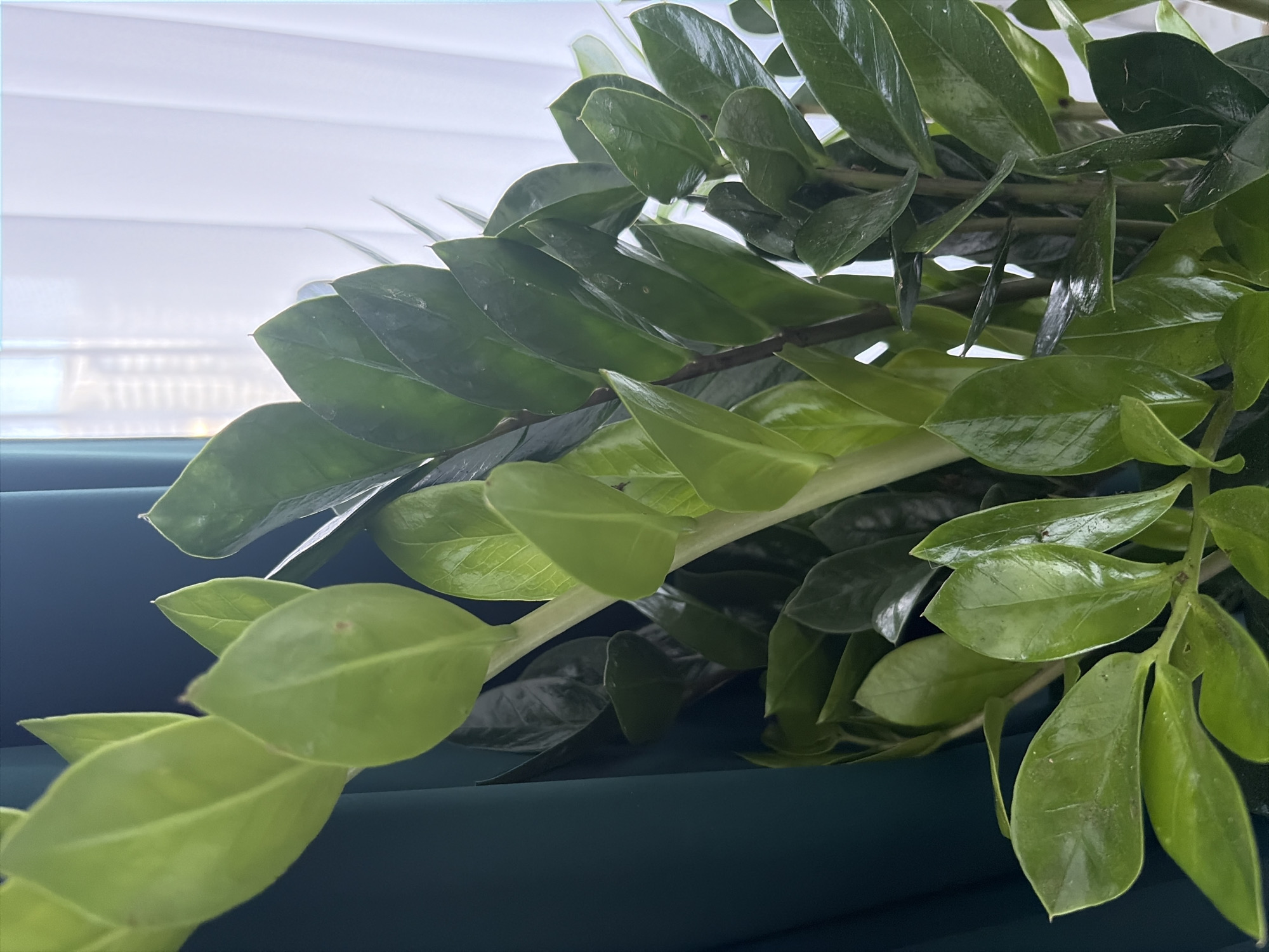 This is a close-up, eye-level, indoor photograph of a ZZ plant. The plant has glossy, dark green leaves arranged alternately along thick stems. The leaves are ovate with pointed tips and a slight curl. Some of the newer growth is a lighter, vibrant green. The plant is positioned in front of a teal-colored curtain on the left side of the frame and a sheer white curtain with vertical folds on the right. The lighting suggests it is daytime, with light filtering in from the right side of the image, indicating a window. The background is out of focus, showing hints of a building or city skyline through the sheer curtain. There are no people or actions depicted in the image. The scene appears to be indoors in a domestic or office setting. There is no information within the image to suggest a specific location within Moscow, Russia.