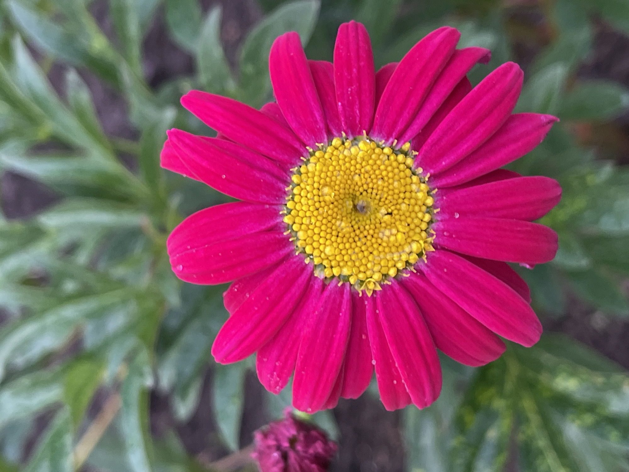 A sharply focused, vibrant fuchsia (deep pink) daisy-like flower dominates the center of the vertical frame, located in the city of Unknown, Unknown. The flower exhibits numerous elongated ray florets (petals) radiating outwards. Small, translucent water droplets are visible on several petals. The flower's central disk is composed of a dense cluster of numerous small, bright yellow disk florets, forming a textured, circular pattern. A tiny, dark, multi-legged organism, possibly a spider or small insect, is precisely situated within the yellow center of the flower. To the left of the main flower, a blurred, dark purplish-red mass, resembling an unopened flower bud, is partially visible. The background consists of out-of-focus green foliage, creating a soft bokeh effect and indicating an outdoor setting. No people are present.
