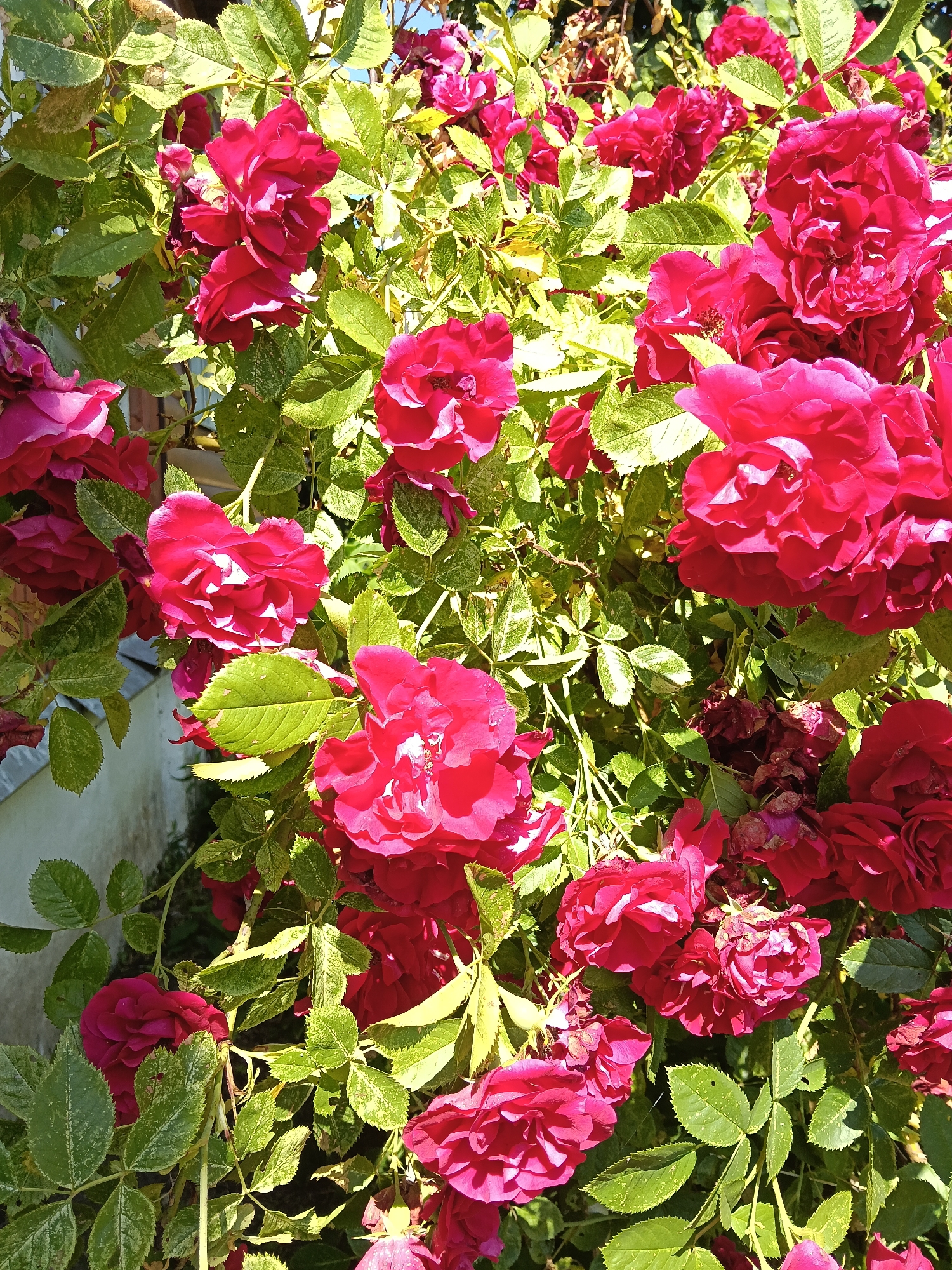 This is a close-up, eye-level, outdoor, daytime photograph of a vibrant bush with numerous deep pink and red roses in various stages of bloom. The roses are densely packed, with many layers of petals creating a rich, velvety texture. The leaves are a lush green, some with a slightly variegated, yellowish-green pattern, and have serrated edges. The lighting suggests a sunny day, casting highlights and shadows on the petals and foliage. In the background, a light-colored wall and some wooden elements are partially visible, hinting at an urban or garden setting. The image does not contain any people or animals, and no specific actions or interactions are depicted. The overall scene conveys a sense of abundance and natural beauty. There are no identifiable landmarks or features that would allow for specific location within the city of Красный Маяк, Russia.