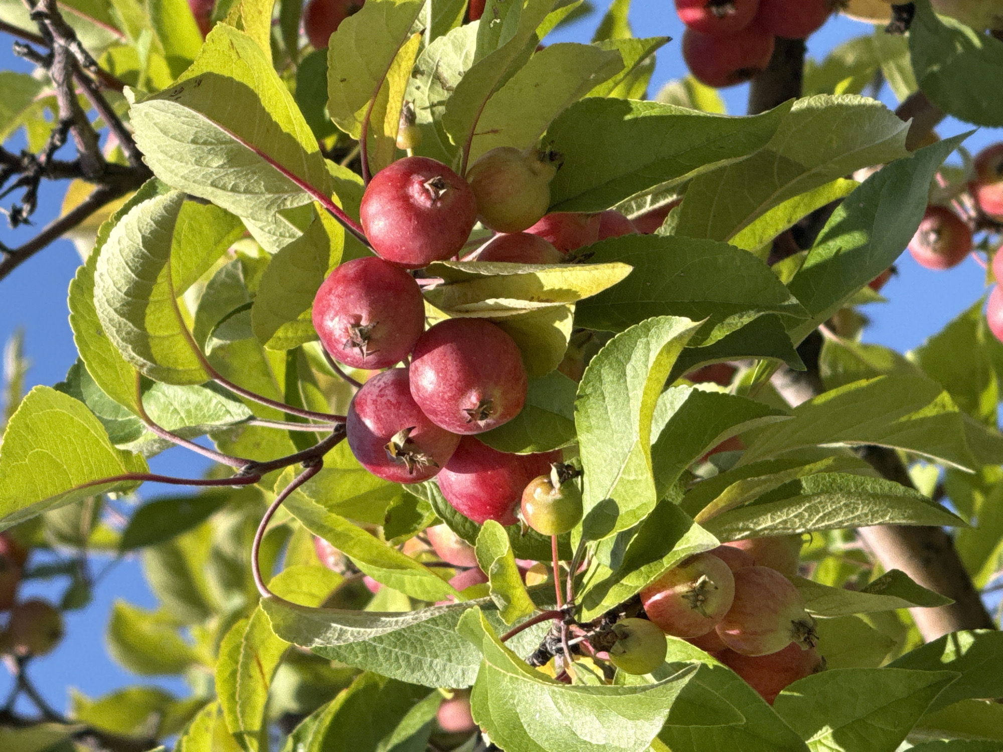 A close-up shot captures a cluster of ripe, red crabapples hanging from a branch amidst vibrant green leaves. The fruit is small and round, with some showing a slight blush of yellow. The leaves are broad and veined, with some catching the sunlight and appearing to glow. A clear blue sky is visible in the background, suggesting a sunny day. The scene is characteristic of an orchard or a garden in a temperate climate. Without further information, the specific location within Moscow, Russia cannot be determined.