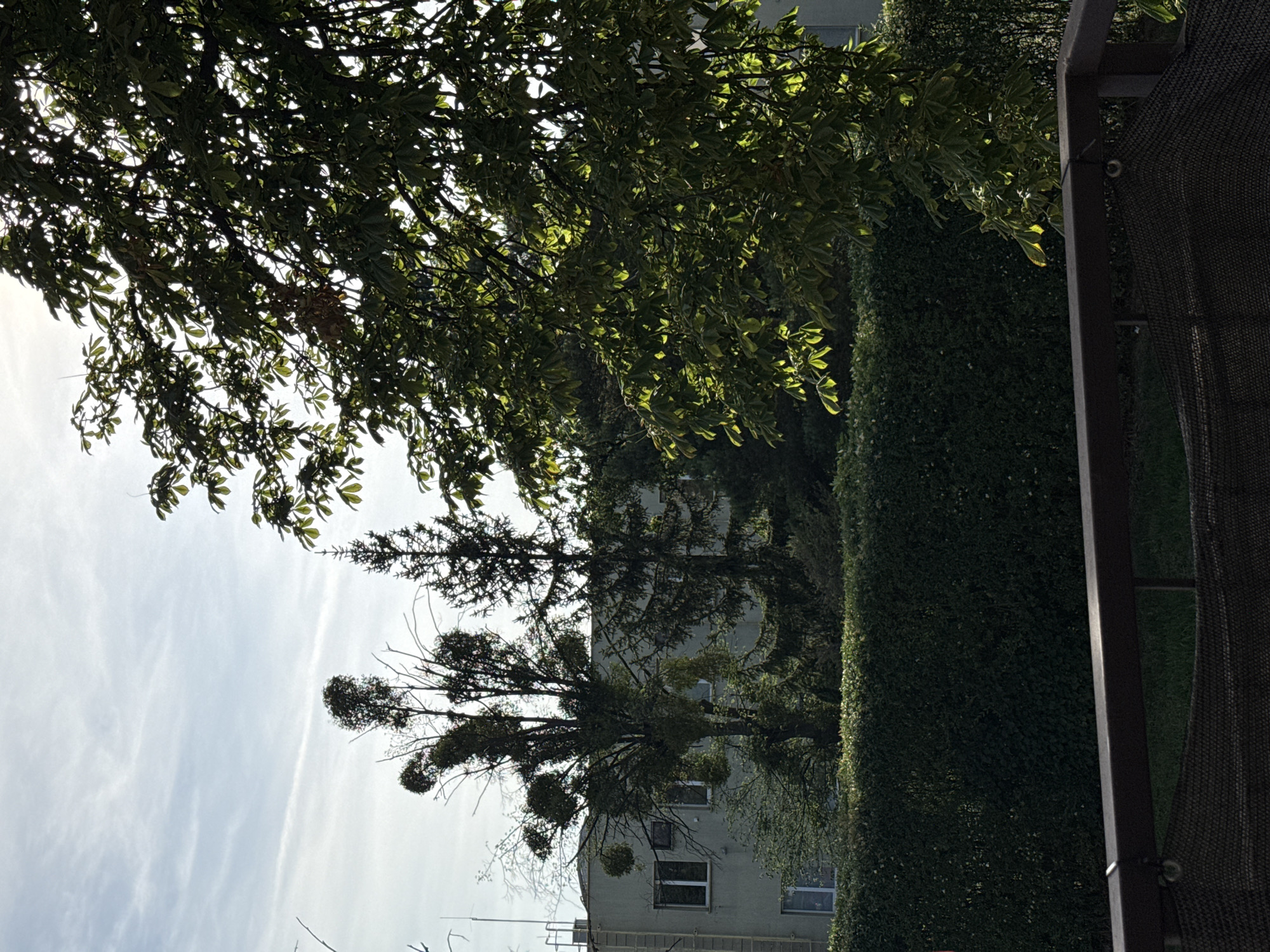 This is a vertical, low-angle shot of an outdoor scene in Łódź, Poland. The foreground is dominated by the leafy branches of a large tree, its dark green foliage dappled with sunlight. To the right, a tall, manicured hedge forms a solid green wall, partially obscuring a dark metal support structure and a black mesh fabric.
Behind the hedge and the tree, a light-colored, multi-story building is visible. It appears to be an apartment building with several windows. The tree in the middle ground is bare-branched in places, with clumps of mistletoe clinging to its limbs. The sky above is bright and overcast with thin, wispy clouds, suggesting daytime. The overall impression is one of a well-maintained urban garden or courtyard, possibly attached to the residential building. No people or specific activities are depicted, and no text is visible.
