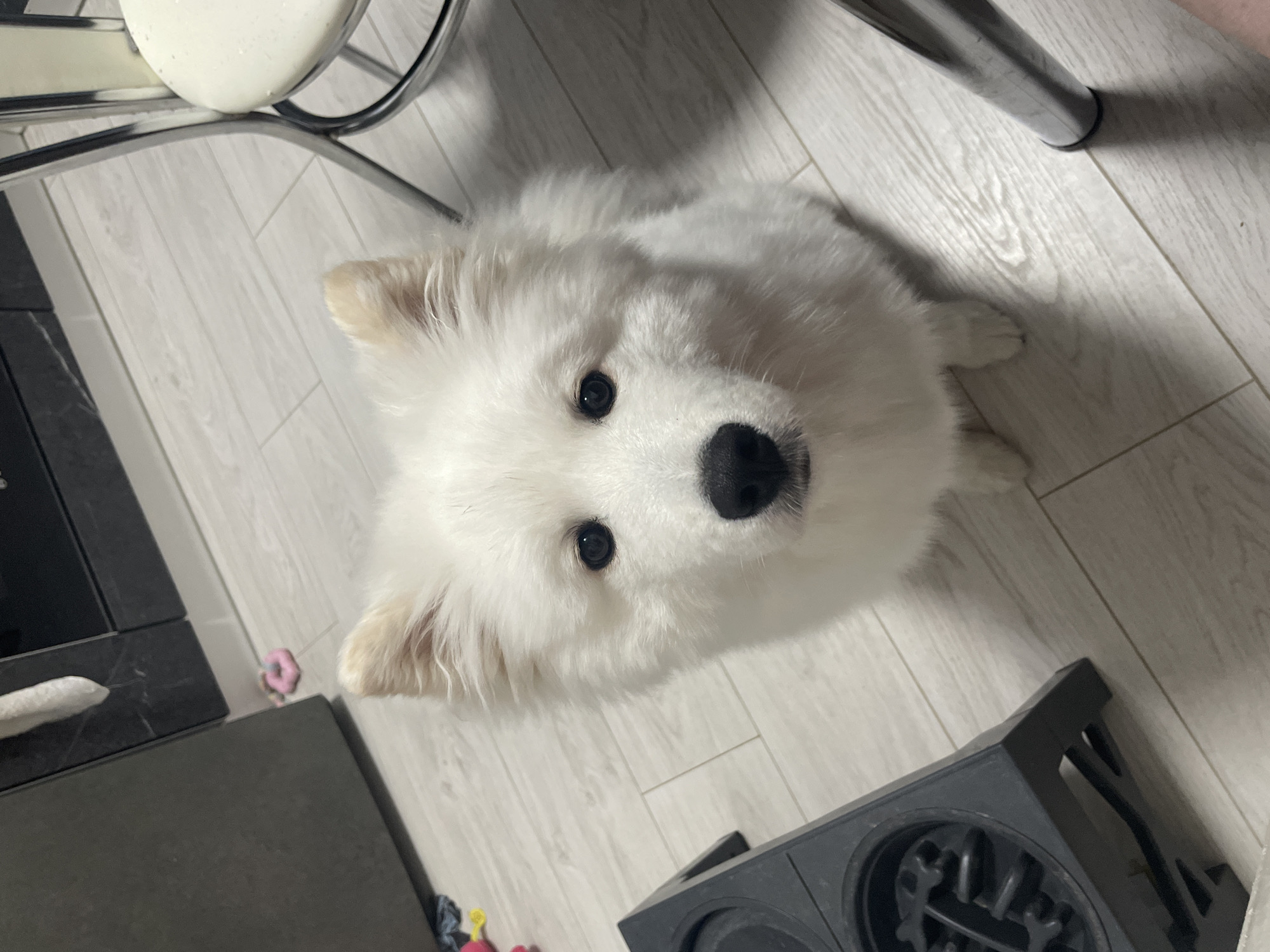 A white dog with black eyes and a black nose looks up at the camera from a wood-grain floor, next to a chair, and a black cooking appliance. A pink toy is next to a gray cabinet. The location is Unknown, Unknown.