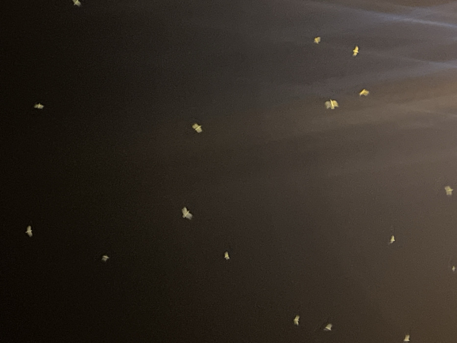 The image displays a night scene with multiple moths scattered across a dark, uniform background. These small, bright forms are irregularly dispersed, appearing slightly blurred, likely from motion during capture. The darkness suggests an outdoor setting at night, possibly illuminated by an unseen light source. The moths, though indistinct, are the focal point, highlighting the contrast between their luminosity and the surrounding dimness.