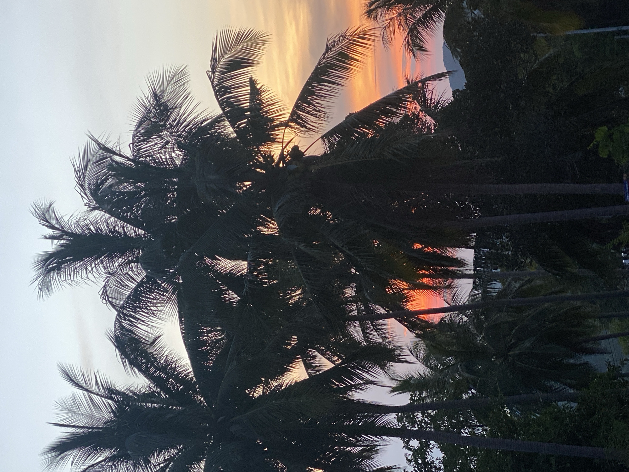 The image presents a view through the silhouettes of palm trees against a sky exhibiting sunset hues. The location is Baan Kai, Thailand, although specific landmarks within the city are not identifiable in this image. The sky displays a gradation of colors, ranging from light orange and pink near the horizon to lighter shades towards the top. The palm trees are in the foreground, their fronds creating a network of shadows. Dense foliage is visible in the midground and background, obscuring details of what lies beyond the trees. The overall impression is of a tropical setting at dusk.
