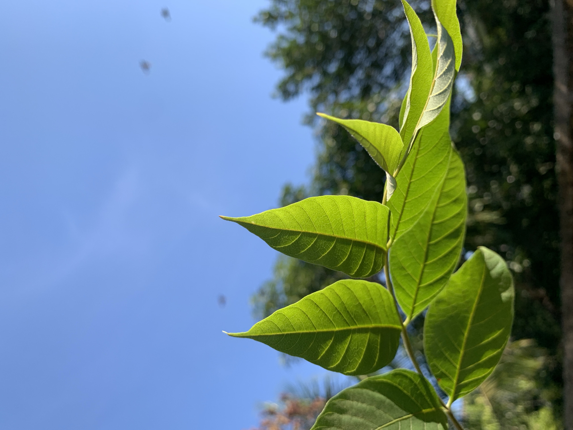 A close-up, low-angle shot features a branch with vibrant green leaves against a clear blue sky. The leaves are illuminated from behind, highlighting their delicate veins. In the upper portion of the sky, several blurry, dark specks are visible, possibly insects or dust motes. The background is blurred, showing the indistinct shapes of trees and foliage, suggesting an outdoor environment. This image was taken in Makassar, Indonesia, under what appears to be daylight conditions. There are no people or discernible actions depicted in the scene.