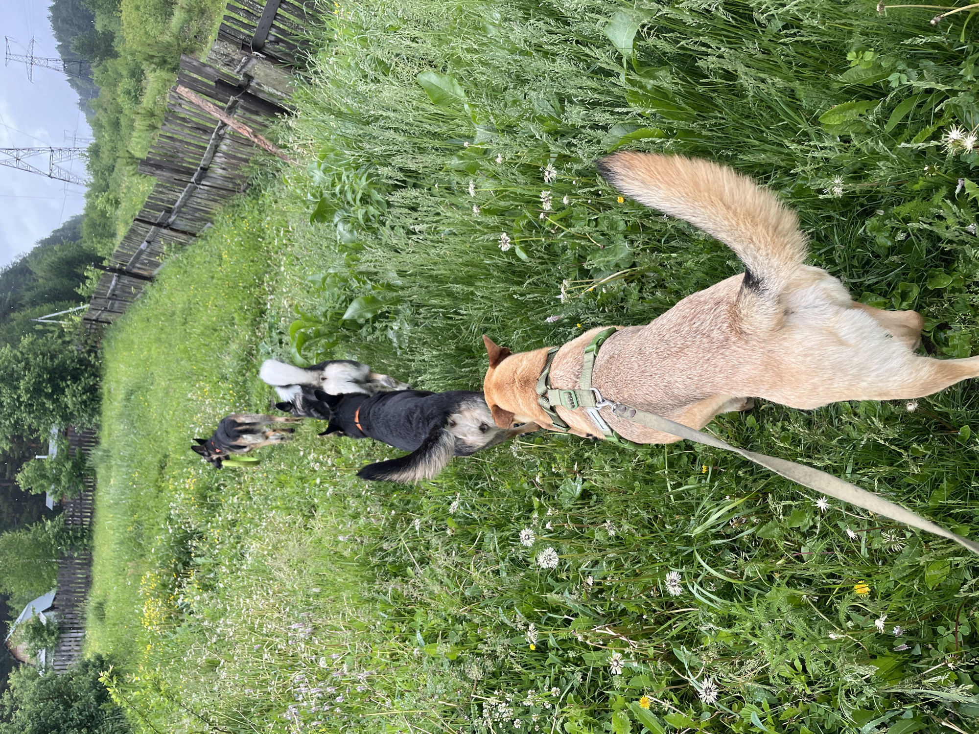 Five dogs are depicted walking in a single file line away from the camera through a tall, overgrown grassy field in Nizhny Tagil, Russia. In the immediate foreground, the back of a light brown dog with a short, bushy tail is visible, wearing a green harness from which a light-colored fabric leash extends towards the left, out of frame. Directly behind it, a black dog with tan markings on its hindquarters and an orange collar is walking. Following this dog is another, black and white, featuring a fluffy white tail. The fourth dog in the line is a black and tan German Shepherd-type dog, holding a bright green, elongated object in its mouth and wearing an orange collar. The fifth dog, appearing mostly black, is partially visible further down the line, somewhat obscured by the dense vegetation.
The field itself is densely populated with various green grasses, numerous white dandelion seed heads, and scattered yellow wildflowers. An old, weathered wooden post-and-rail fence runs diagonally along the right side of the frame, separating the field from a treeline. In the background, against a cloudy, overcast sky, multiple large metal electricity pylons are visible. On the far left side of the background, nestled among trees, are several small houses with grey roofs.