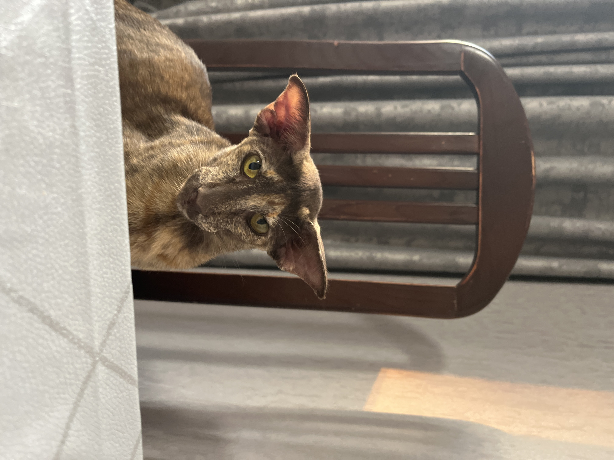 The image shows a cat sitting on a chair in front of a table. The cat is an oriental shorthair breed with a brown tabby coat and large ears. It is looking directly at the camera with yellow eyes. The chair is made of dark wood and has a high back with vertical slats. Behind the chair, there are grey curtains. To the right of the chair, a light-colored wall is illuminated by a warm light source. The table in the foreground is covered with a white textured cloth. The image appears to have been taken indoors, likely in a residential setting, possibly in Chaikovsky, Russia, given the contextual information.