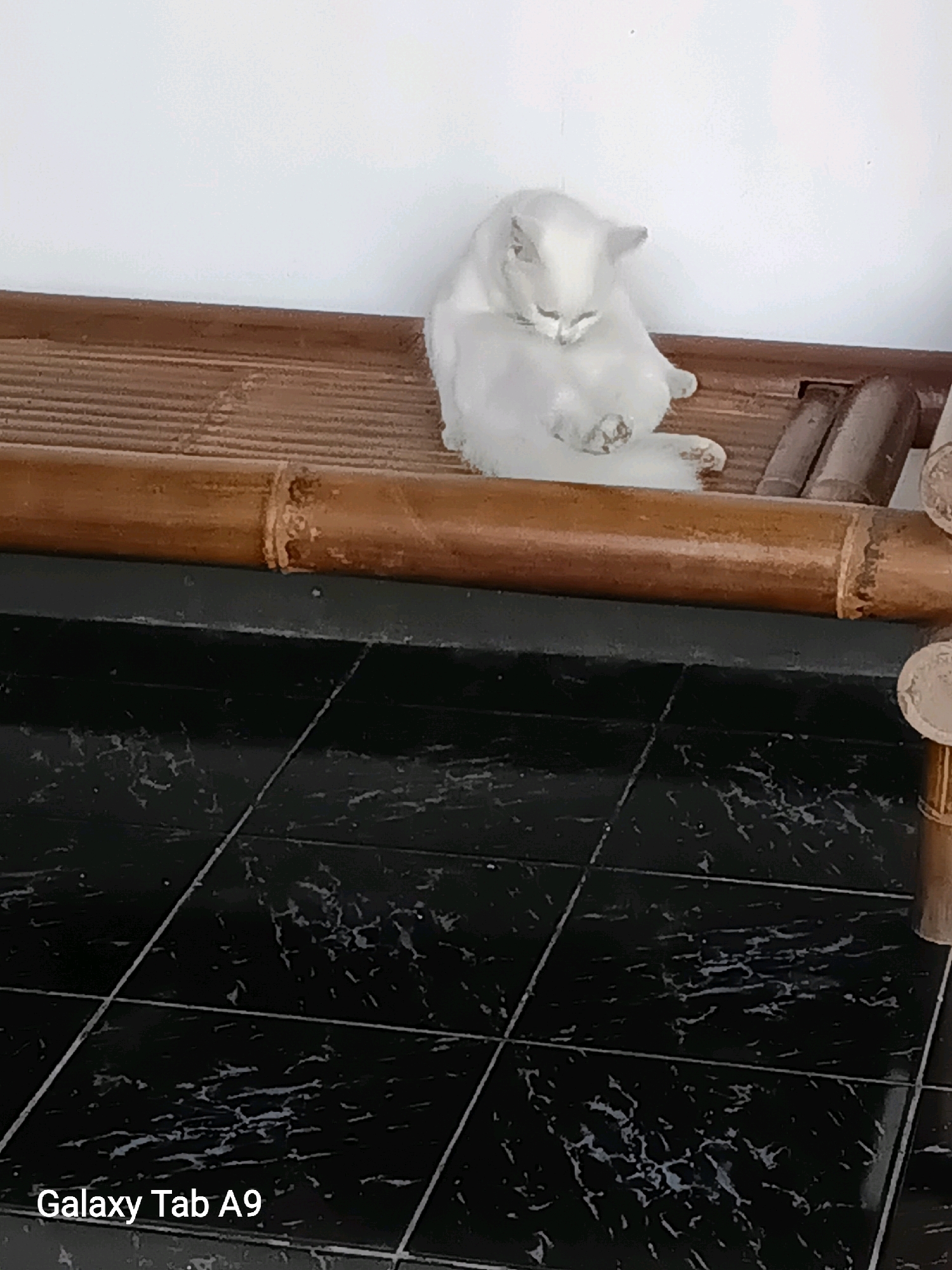 A white cat is grooming itself on a bamboo bench against a white wall. The bench is situated on a black tiled floor with a marbled pattern. The scene is indoors, likely a home, and not in a public area of Ngulanwetan, Indonesia. The lighting appears to be natural and soft.
