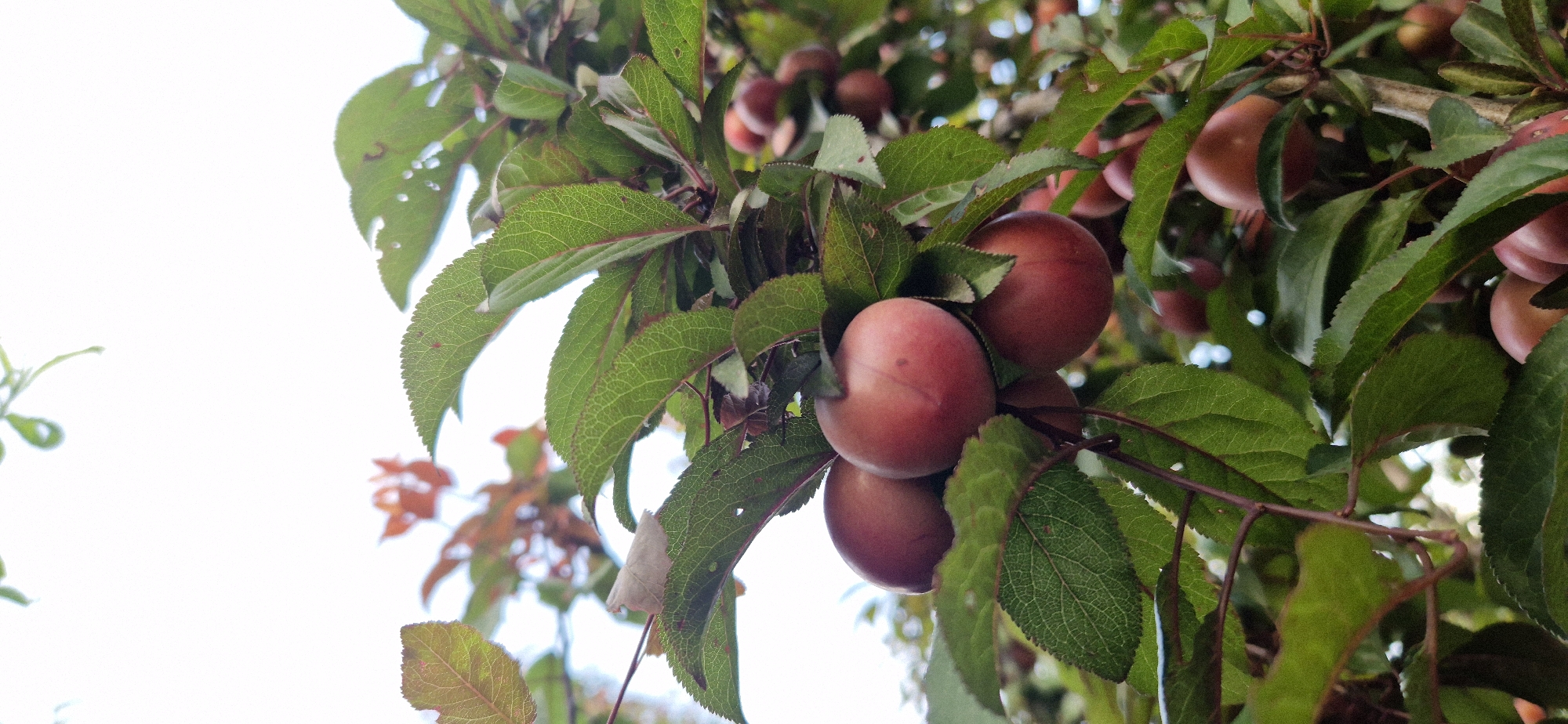 The image displays a close-up view of a plum tree branch laden with ripe plums. The plums are round and have a reddish-pink hue, with some appearing darker than others. They are clustered together among vibrant green leaves. The leaves are broad with serrated edges and show intricate veining. Some leaves are slightly damaged, with small holes. The background is predominantly a bright, blown-out white, suggesting an overcast sky or bright daylight. The scene is captured from a low angle, looking upwards towards the sky. The overall impression is of a healthy fruit-bearing tree. The location is not specified.