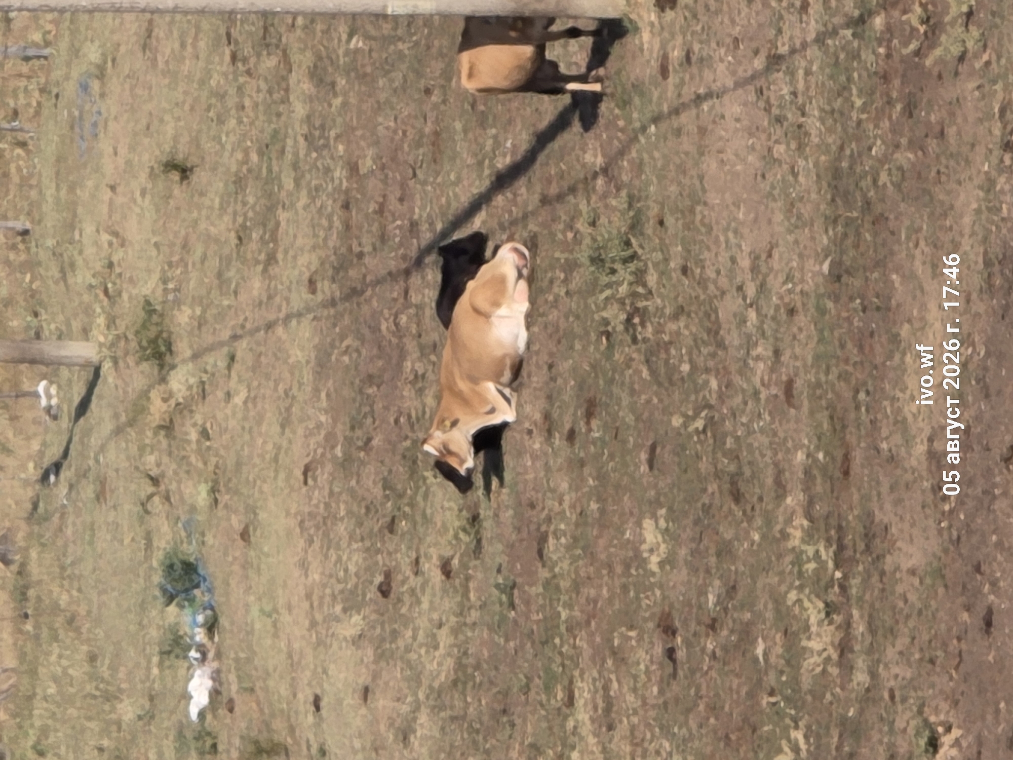 A group of cows are resting in a grassy, sun-drenched field. One cow, with a tan coat, is lying down on its side, its head resting on the ground. Beside it, a black calf is also lying down, partially obscured. To the right, another cow, with a tan back and dark legs, stands partially visible behind a wooden post. The field is dry and scattered with dark clumps, possibly animal droppings. In the background, a few white objects and some blue netting are visible amongst the grass. The scene appears to be in Chal, Bulgaria, with a timestamp indicating the date of August 5, 2026, at 17:46.