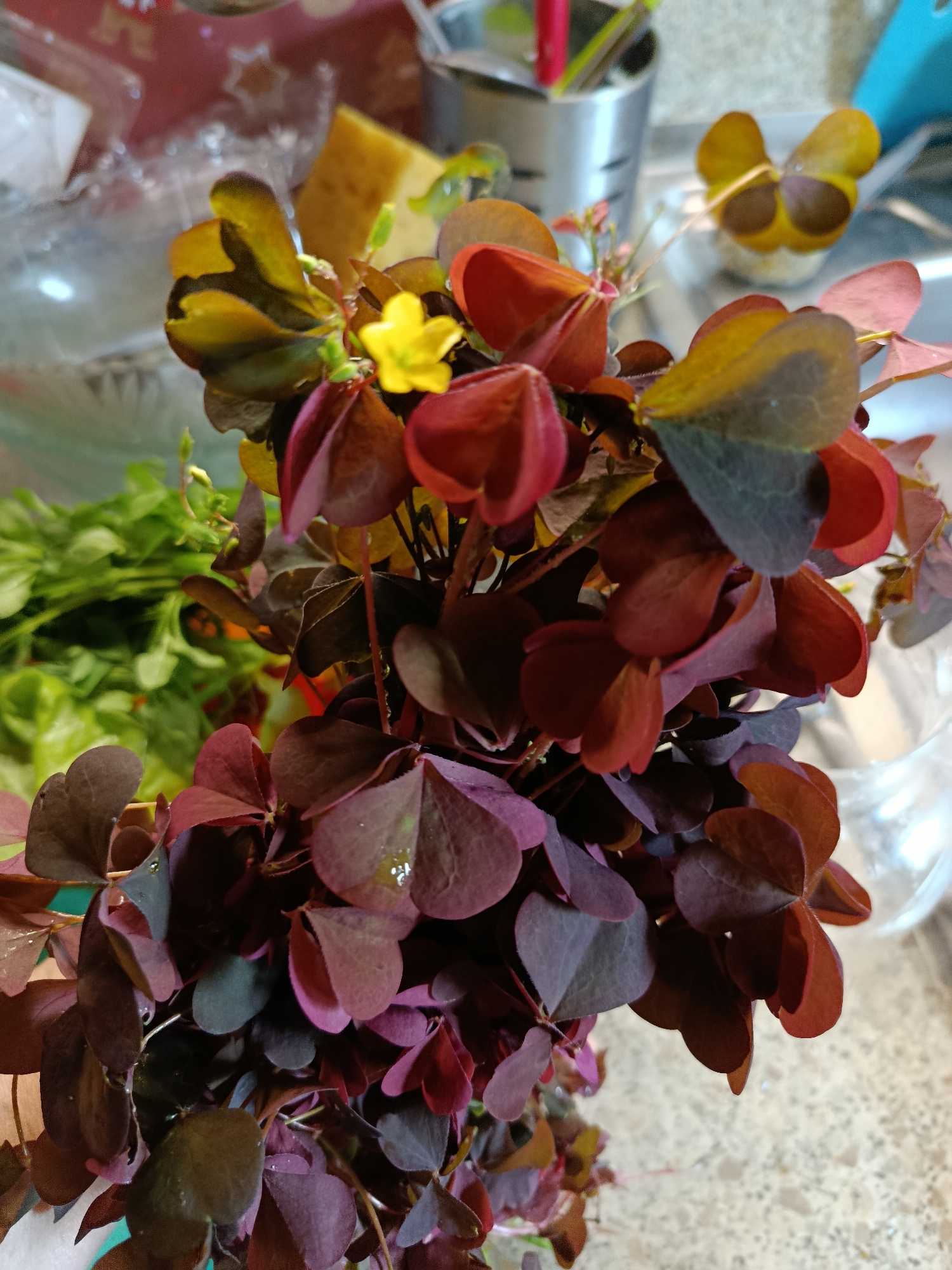 This close-up image features a vibrant bundle of deep purple, heart-shaped leaves, characteristic of a plant like Oxalis triangularis (False Shamrock). A single, small, bright yellow flower blooms near the top of this plant, standing out against the dark foliage. Some of the purple leaves exhibit tiny water droplets, suggesting freshness.
In the blurred background to the left, a cluster of fresh green leafy vegetables, possibly parsley or cilantro, is visible. To the right, behind the main plant, a metallic utensil holder contains several blurred objects, including some with red handles. Further right, another decorative item with yellow-brown, butterfly-shaped leaves, perhaps another Oxalis variety, is noticeable, held together by a thin string. A light brown, possibly porous object is also partially visible in the upper left background.
The setting appears to be an indoor environment, likely a kitchen or a utility area, suggested by the presence of kitchenware and fresh produce. The plants seem to be freshly arranged, possibly in a vase or container of water, though the container itself is mostly obscured. The lighting is soft and diffused, indicating an indoor scene without harsh direct light. There are no people or discernible activities taking place, and no text is visible. The image focuses on the rich colors and natural forms of the plants.