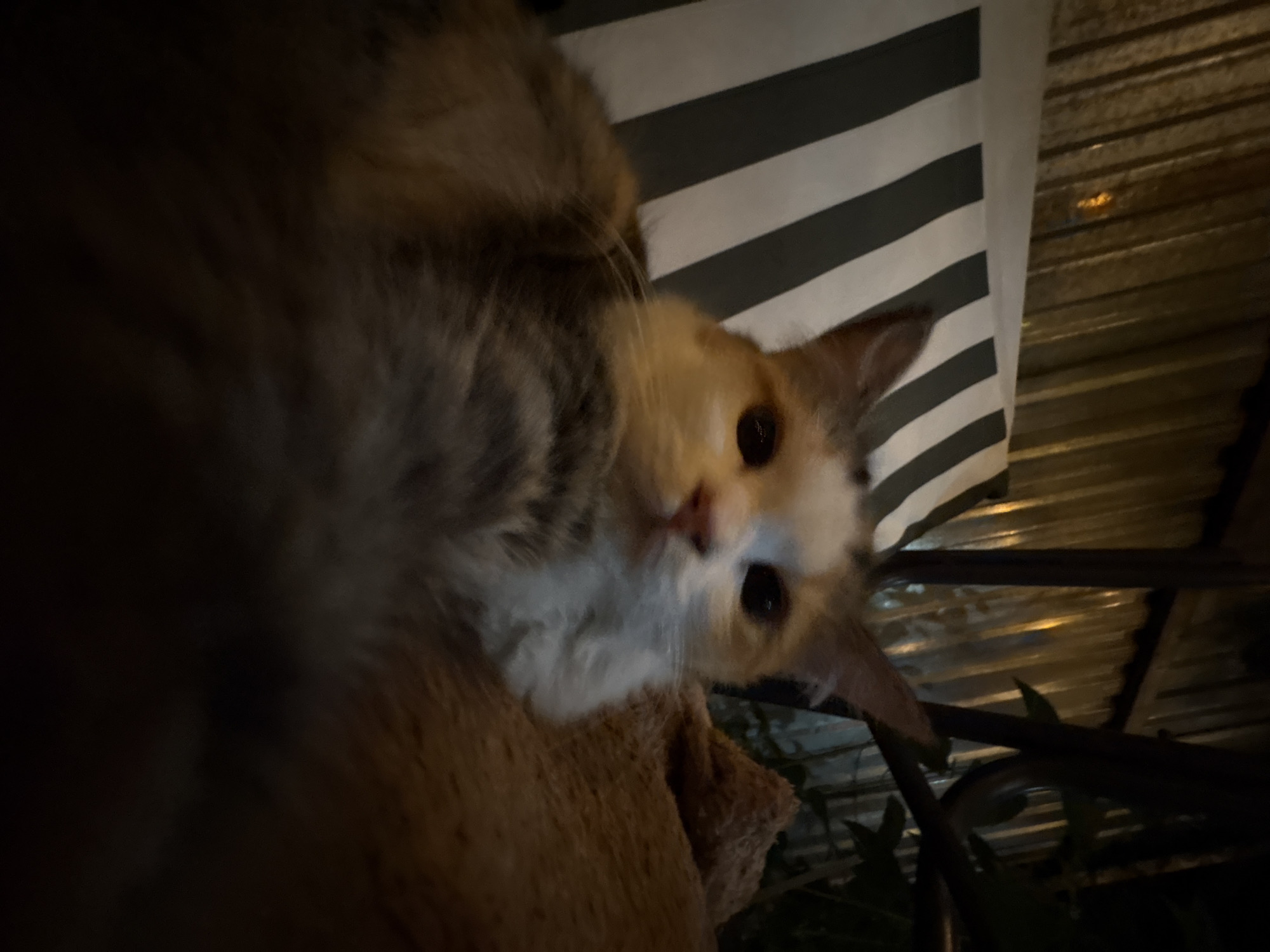 An adult calico cat is shown in a close-up, low-angle shot, resting on a textured, brown surface. The cat's face is partially illuminated, with its eyes open and looking towards the camera. The cat has a white chest and face, with patches of orange and gray fur on its head and body. In the background, there is a striped cushion with dark gray and white stripes. Behind the cushion, a corrugated metal surface is visible, with some areas reflecting light. The overall lighting suggests an outdoor, nighttime setting, potentially in Almaty, Kazakhstan, given the context. The scene appears to be set on a patio or balcony.