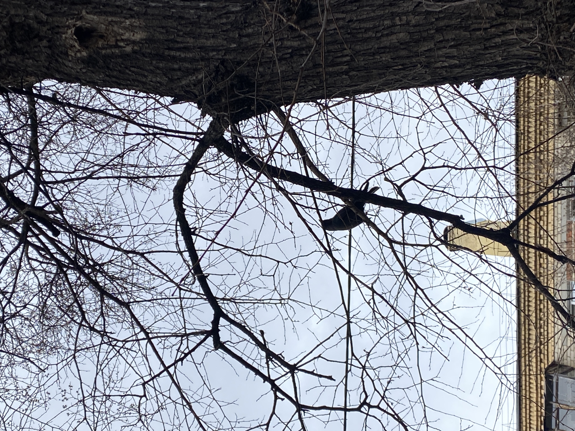 The image, taken in Yekaterinburg, Russia, depicts a low-angle view looking up into tree branches against a cloudy sky. A large tree trunk dominates the top of the frame. Bare branches intertwine across the sky. A portion of a multi-story brick building is visible on the right side of the frame. A bird is perched on one of the branches.