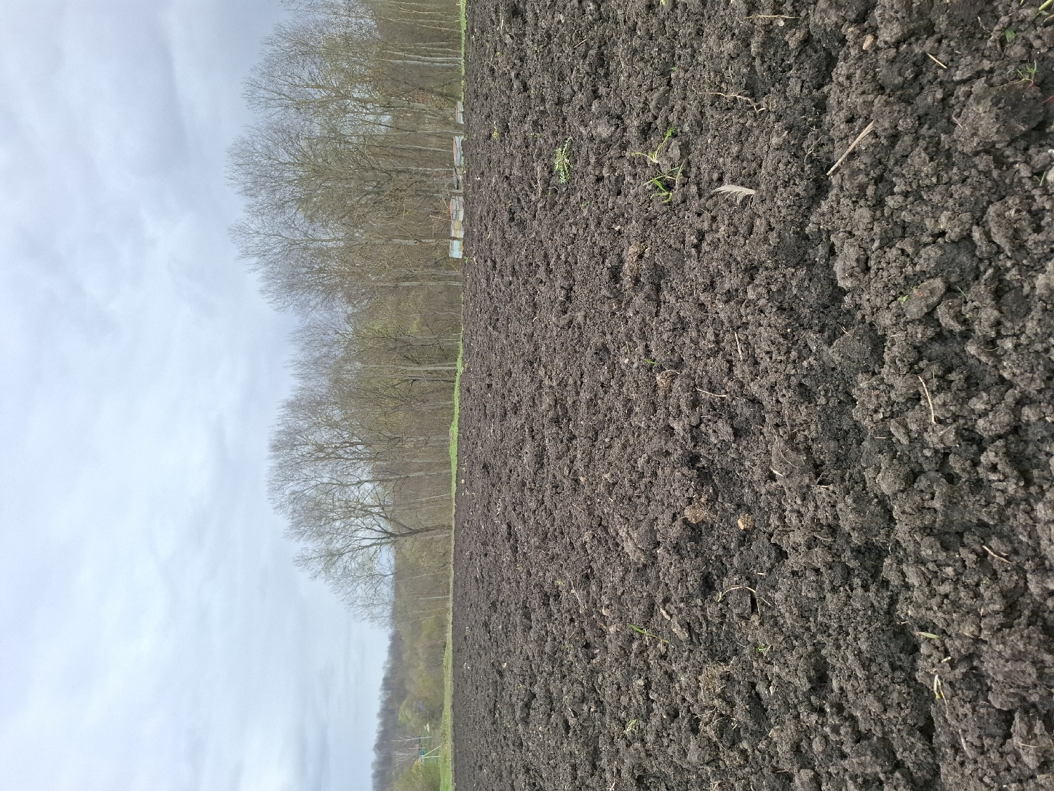 The image displays a rural landscape under an overcast sky, likely captured in late winter or early spring. The foreground and midground are dominated by a vast, freshly tilled field of dark brown earth, characterized by clods of soil and scattered small bits of organic matter and sparse green shoots.
Stretching across the background is a dense line of deciduous trees, their branches bare and stark against the light grey sky, indicating they are not yet in full leaf. Some distant, subtle green foliage is visible below and beyond the main treeline, suggesting a lower elevation or another field further away.
Nestled among the bare trees in the mid-distance, several rectangular structures resembling beehives are visible. They are light-colored and appear arranged in a row, suggesting an apiary.
The sky is uniformly overcast, without direct sunlight, creating soft, diffused lighting across the scene. The overall impression is one of agricultural preparation, with the tilled field ready for planting and the beehives poised for the upcoming season of pollination. There is no visible text in the image. The setting suggests a quiet, expansive rural area, consistent with the given location context of Nerezha, Russia.