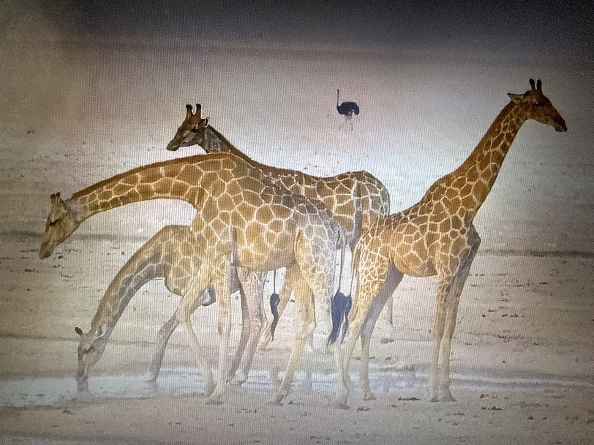 The media file depicts a group of giraffes in an open, sandy environment, possibly a savanna or desert. Three giraffes are prominently featured in the foreground, with one bending down to drink water. Their characteristic spotted patterns are clearly visible. In the background, a lone ostrich stands in the distance, adding to the wild animal theme. The lighting suggests it might be during the day, though the sky appears overcast or hazy. There is no visible text in the image. The setting appears to be a natural habitat for these animals.