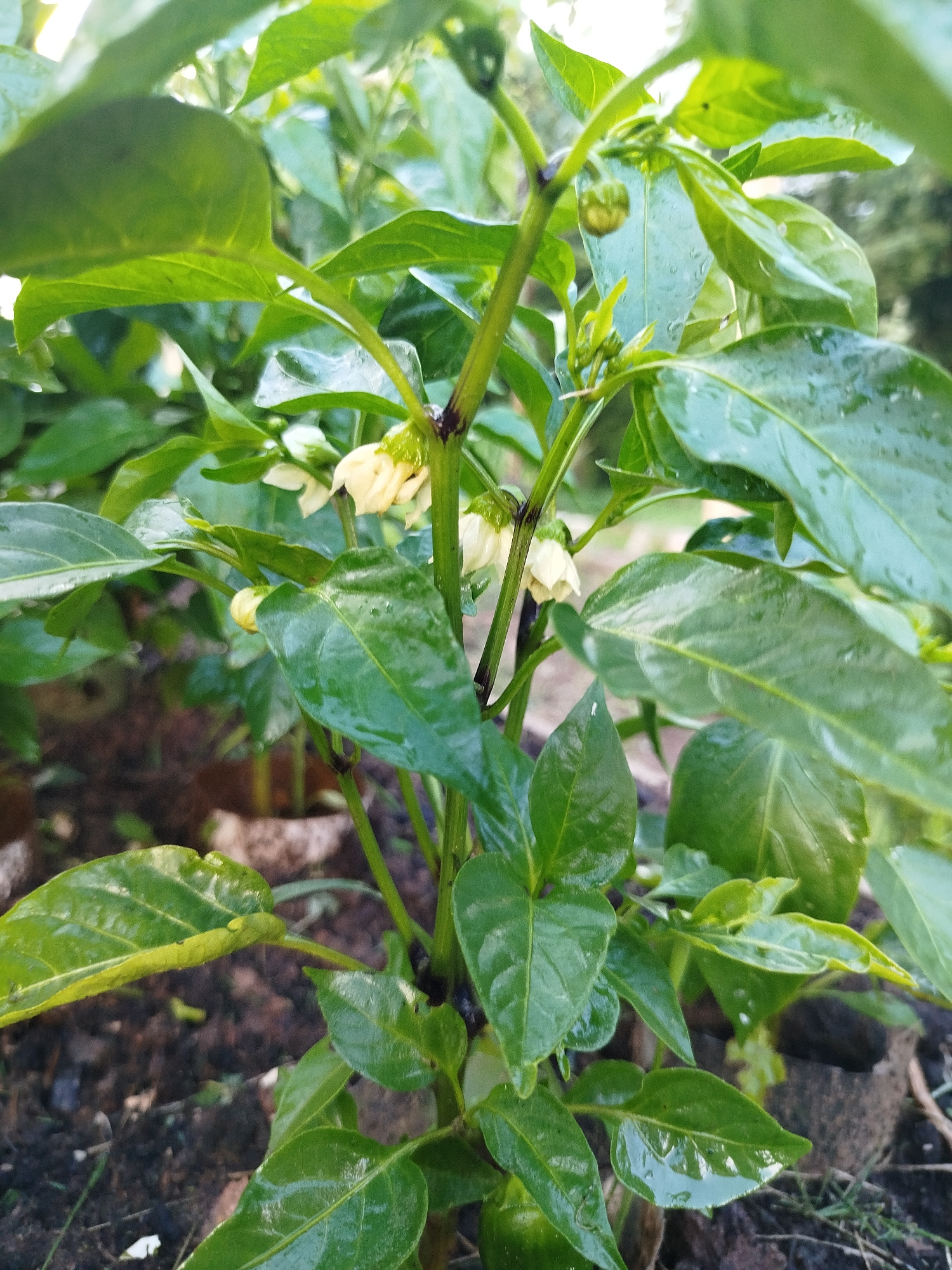 This is a close-up, outdoor photograph of a pepper plant with green leaves and several small white flowers. The plant is wet, likely from rain or watering, as evidenced by water droplets on the leaves. The background consists of dark soil and some blurred foliage. The image appears to have been taken in a garden or agricultural setting. No people or specific structures are visible. The lighting suggests it is daytime.